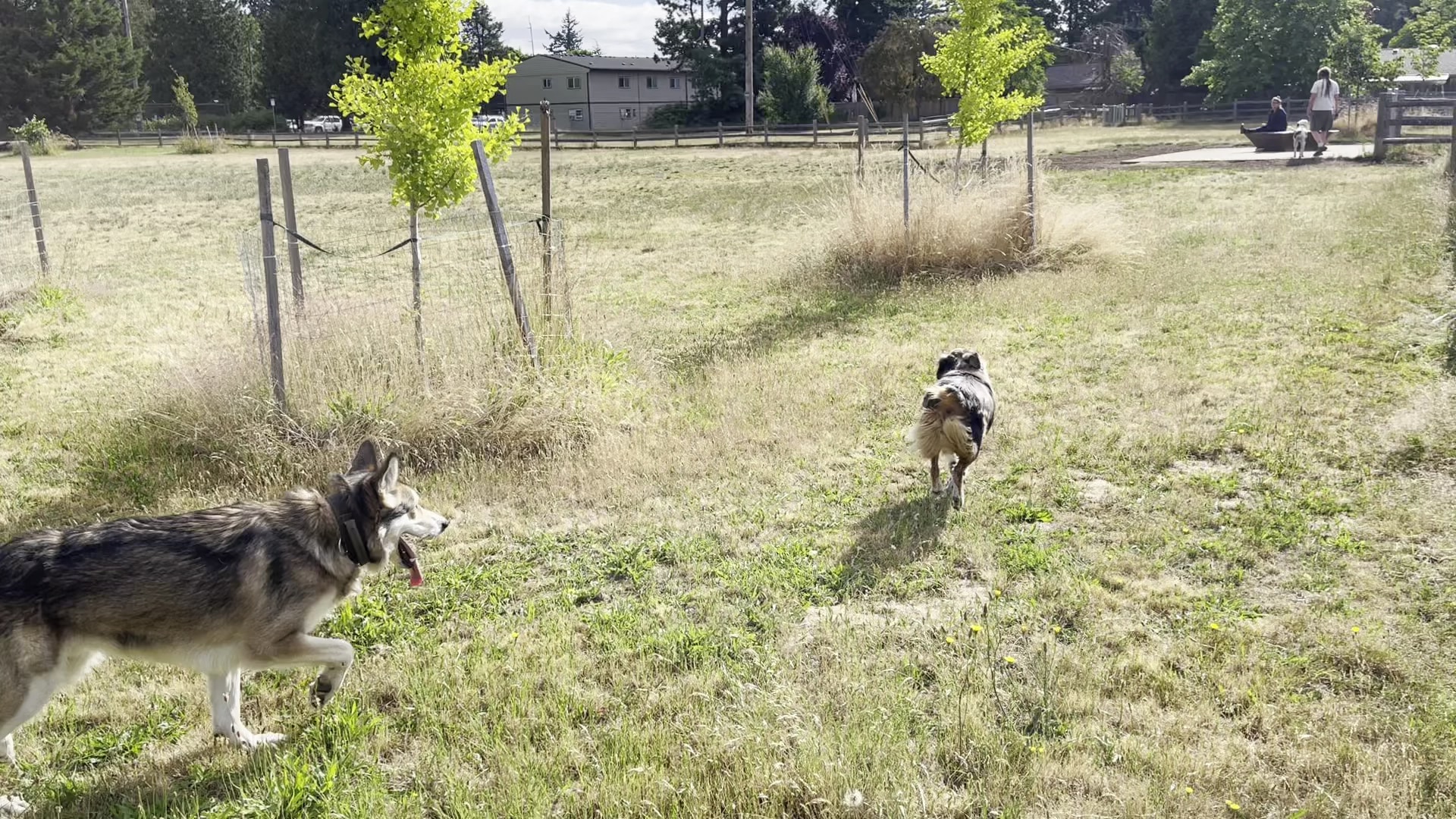 Fenced Off-Leash Dog Park - Portland, OR