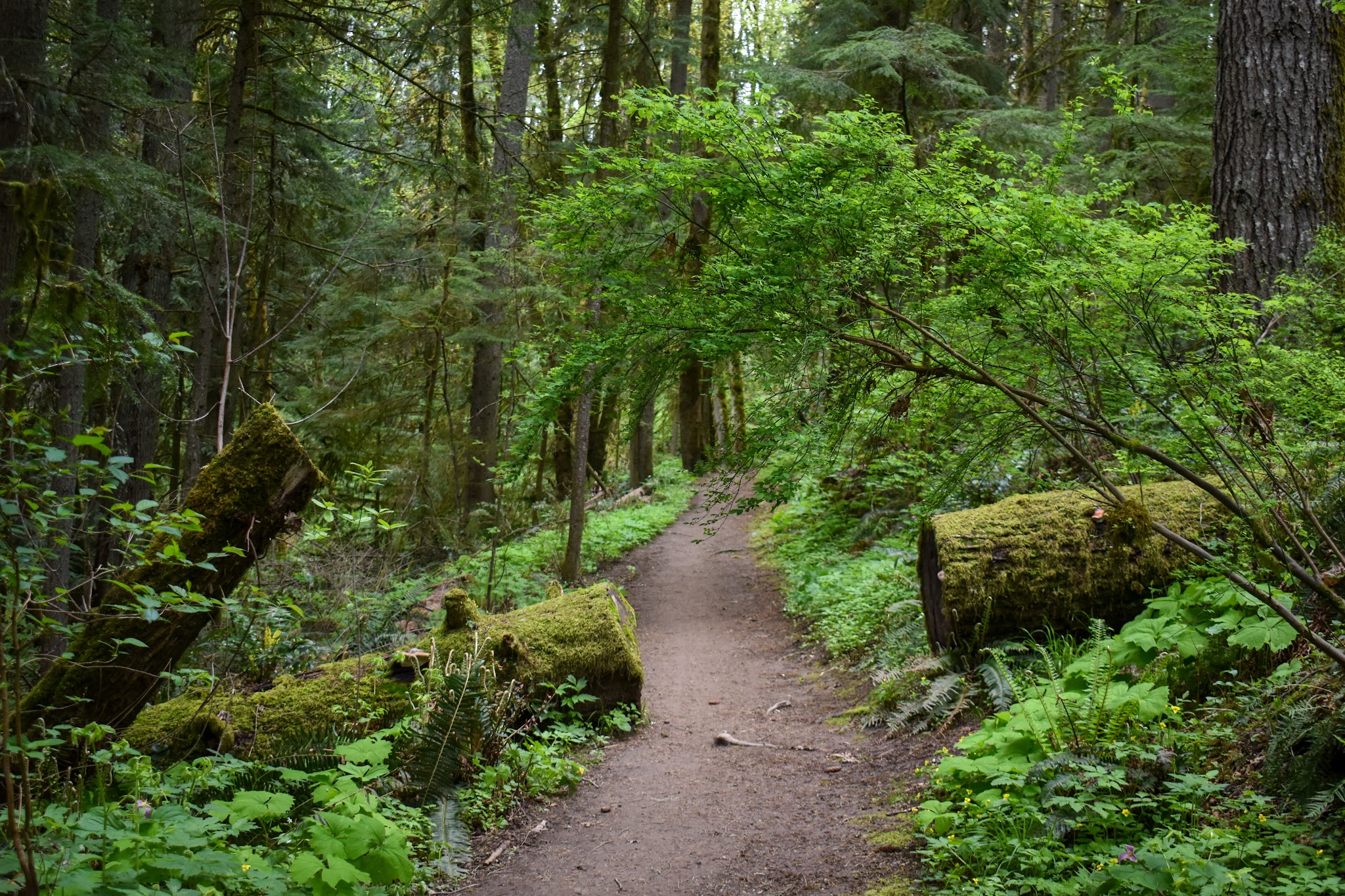 Forest Park - Portland, OR