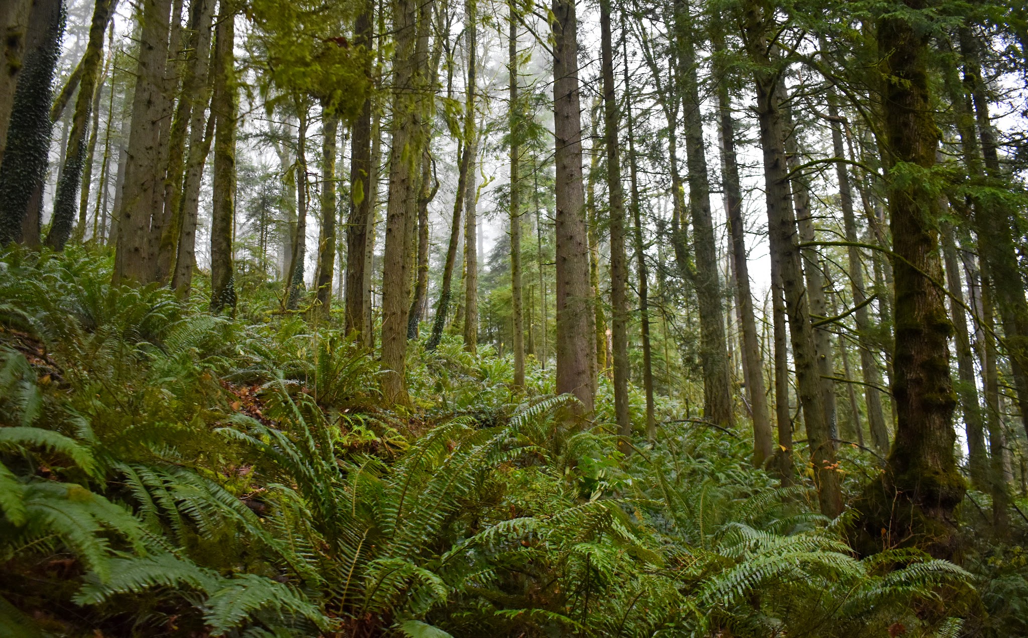 Forest Park - Portland, OR