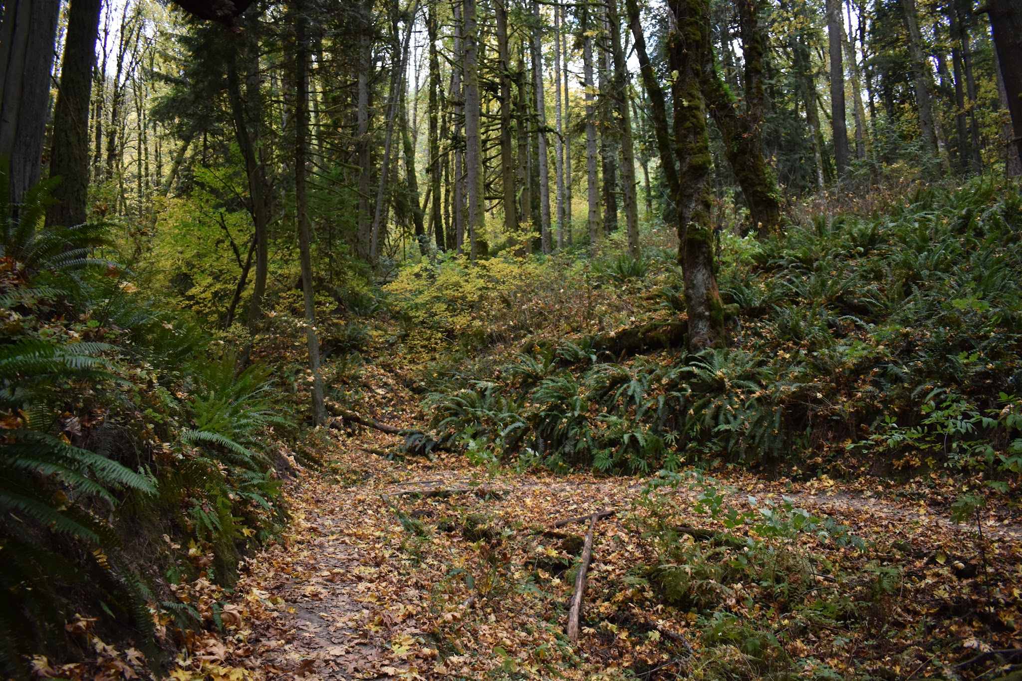 Forest Park - Portland, OR