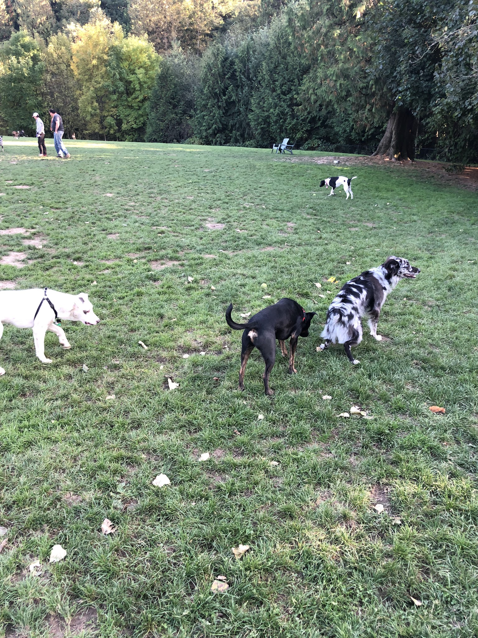Gabriel Off-Leash Dog Park - Portland, OR