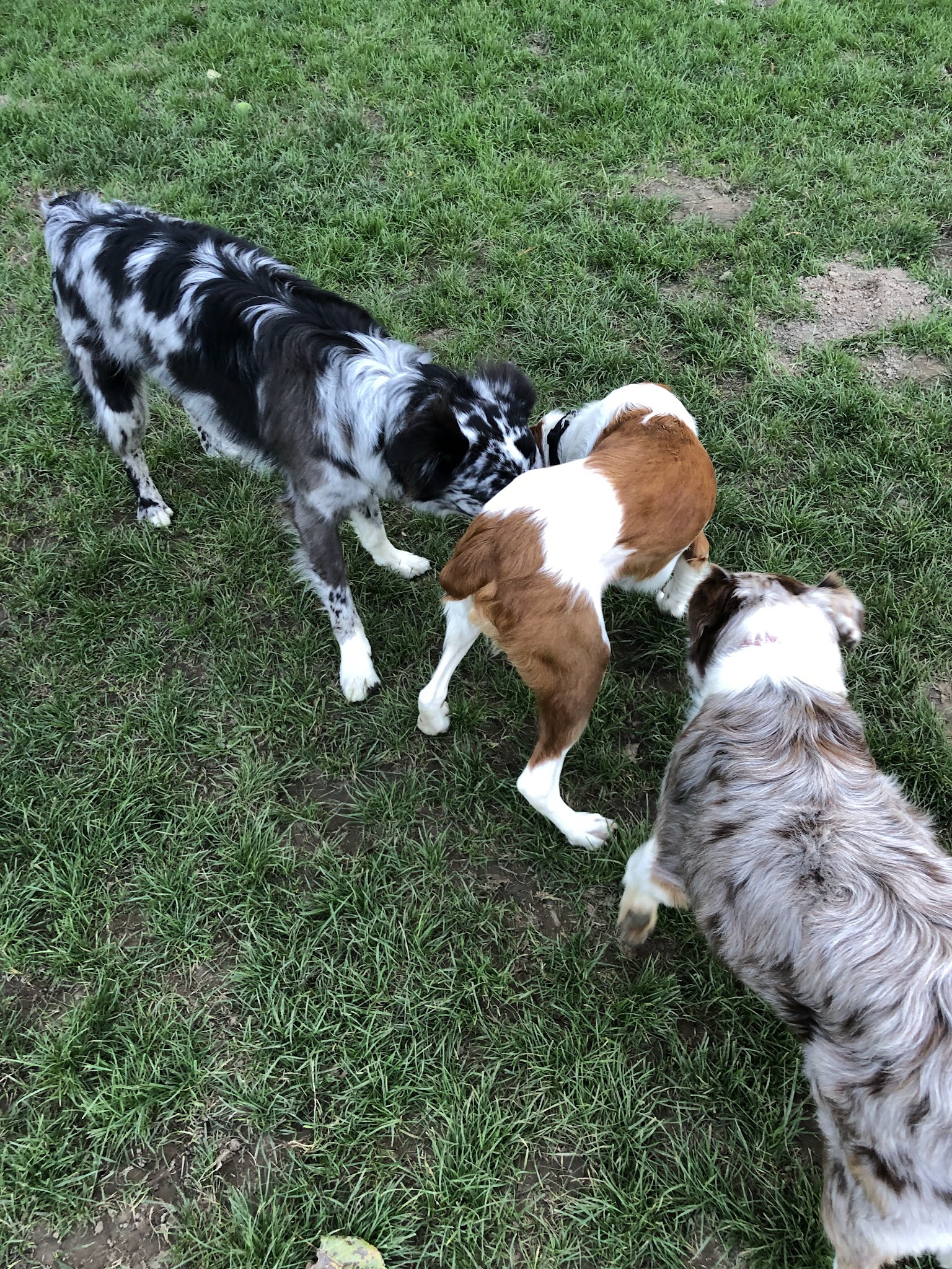 Gabriel Off-Leash Dog Park - Portland, OR