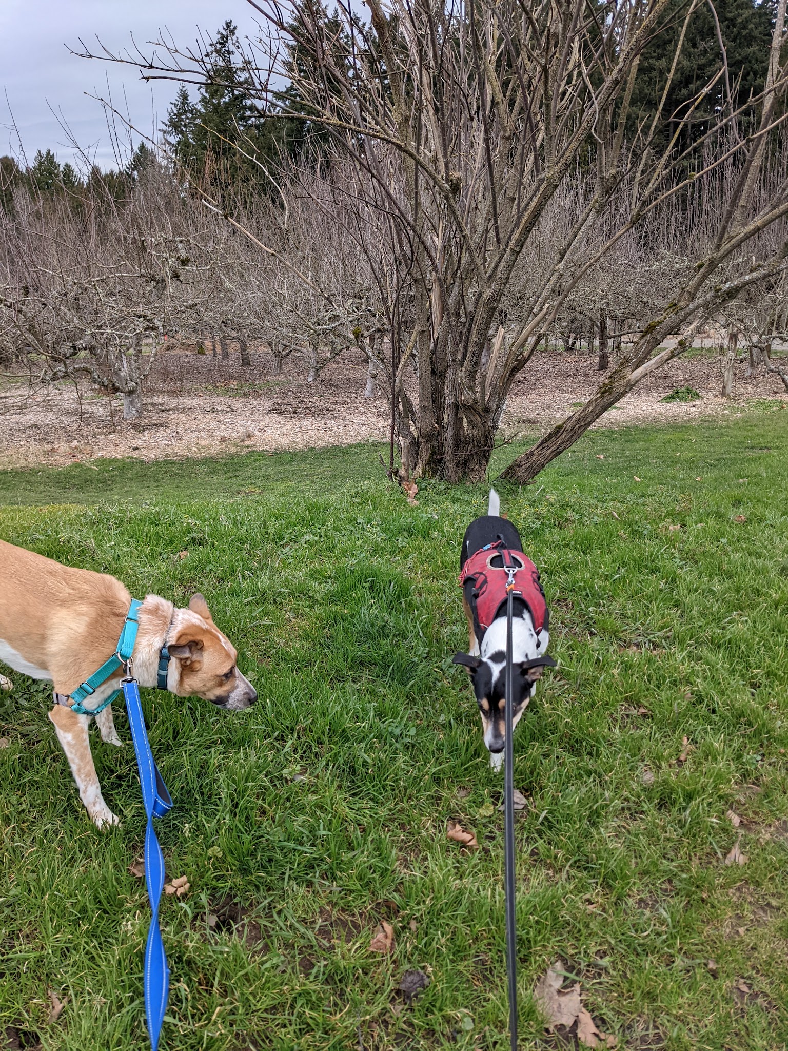 Gabriel Off-Leash Dog Park Winter - Portland, OR