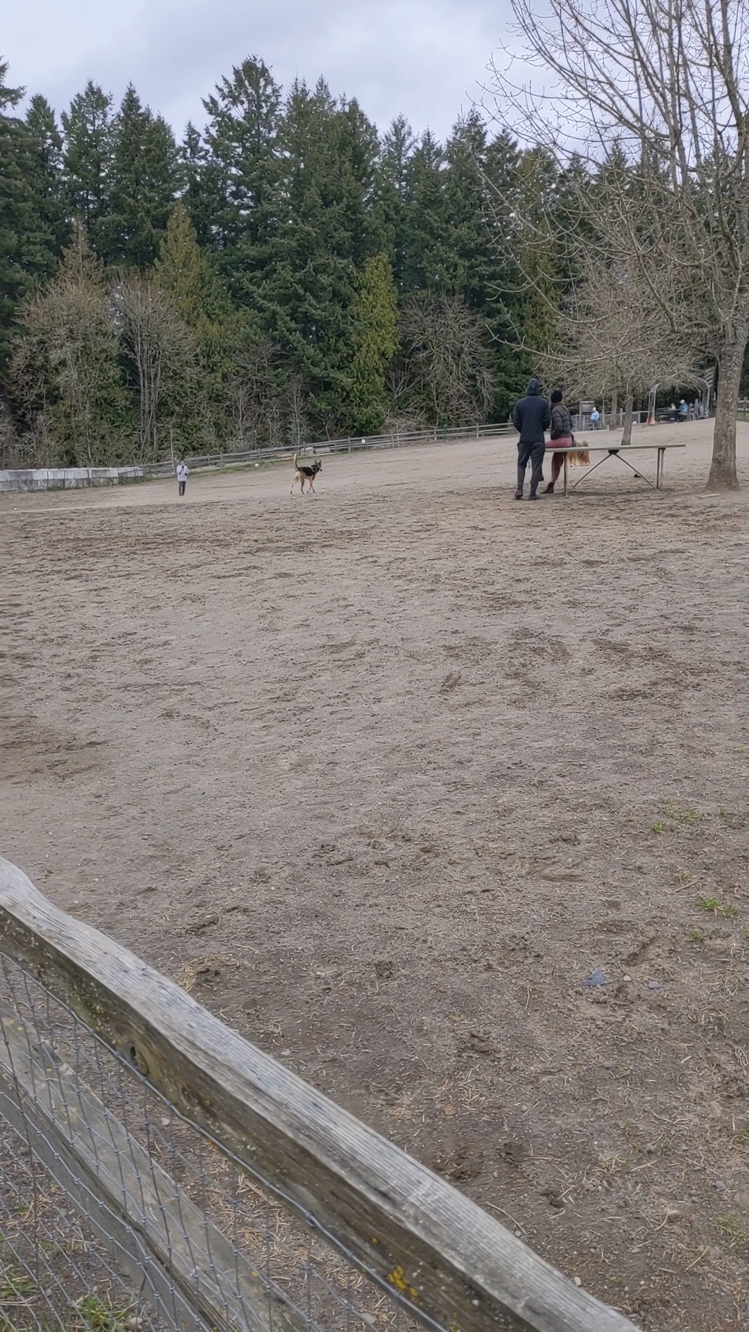 Gabriel Off-Leash Dog Park Winter - Portland, OR