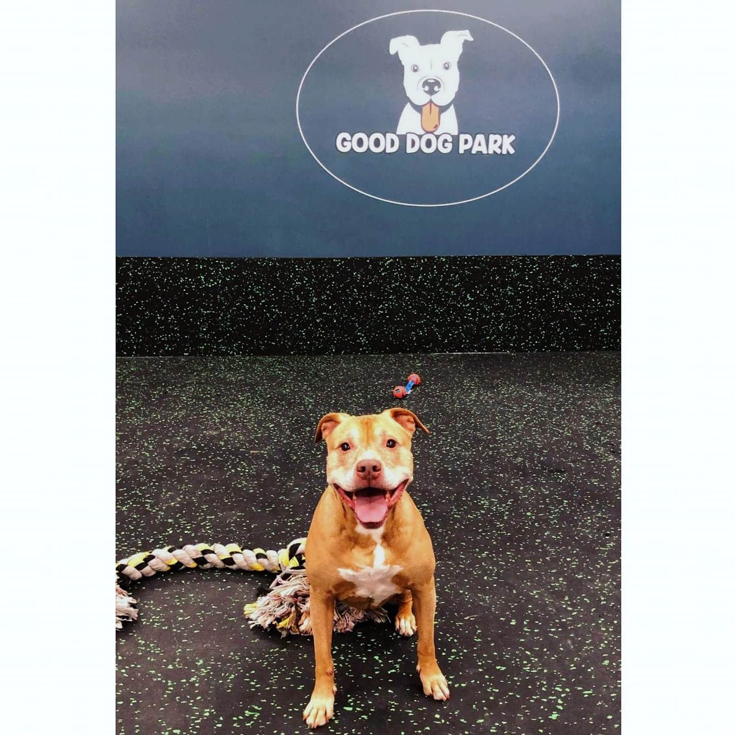 Good Dog Park - Portland, OR