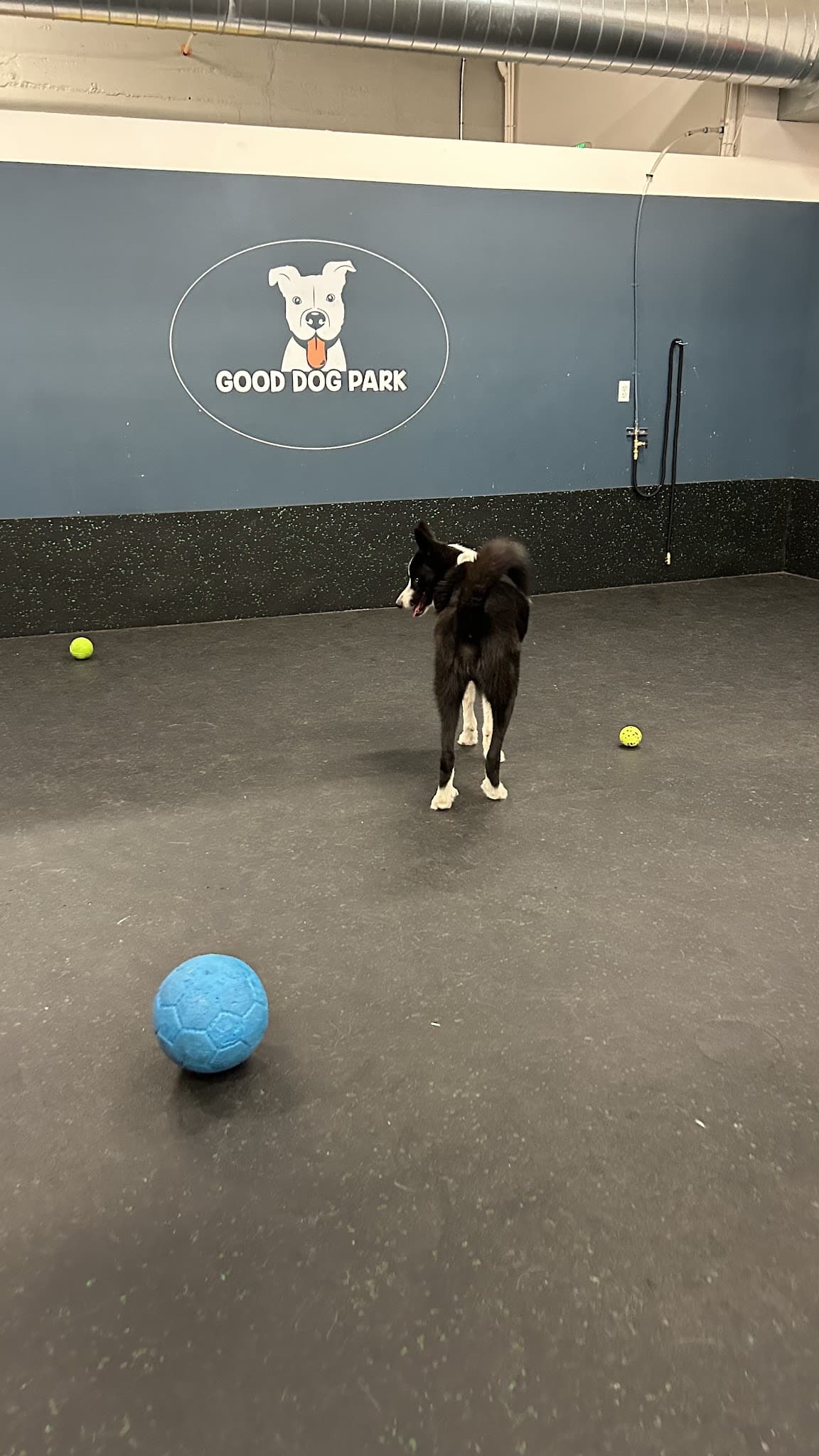 Good Dog Park - Portland, OR