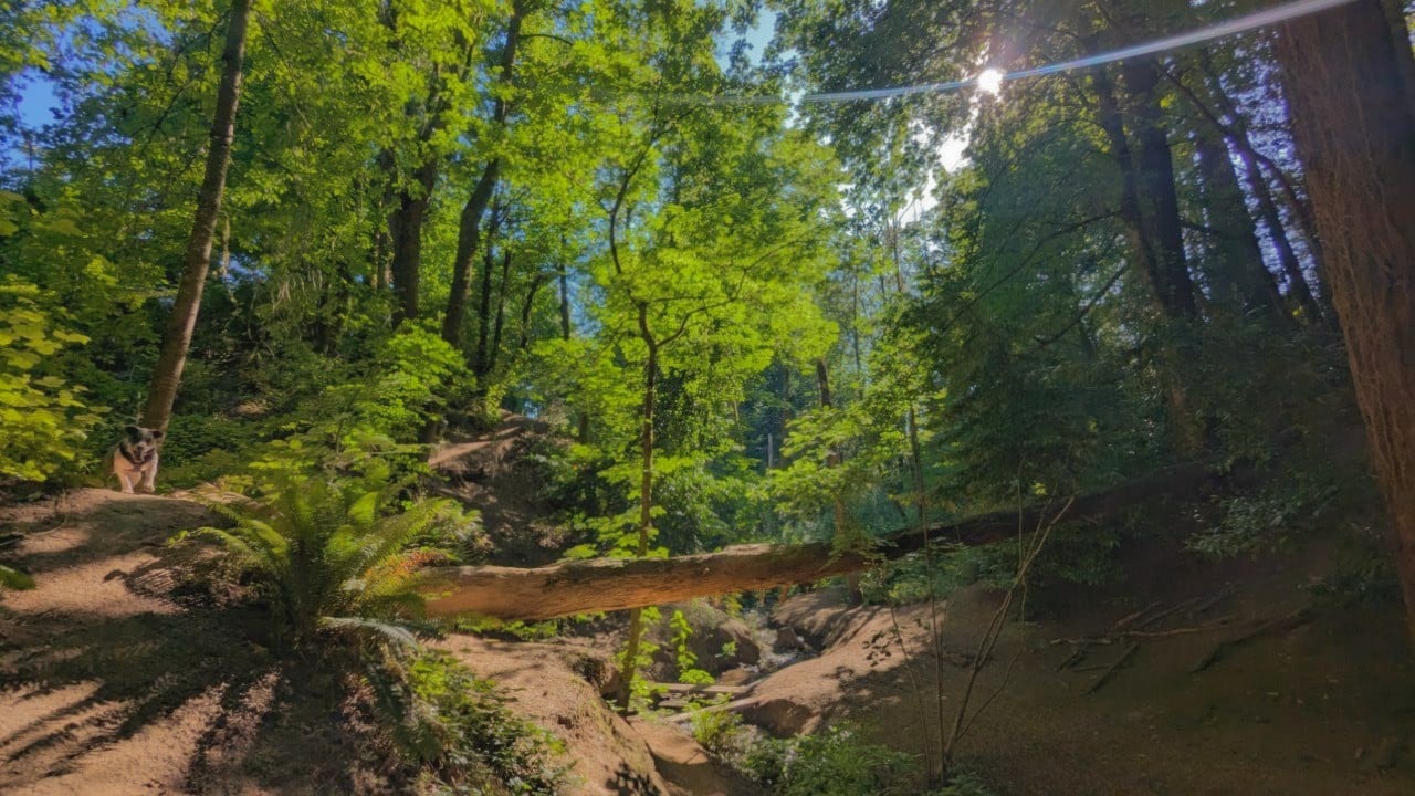 Hillsdale Off-Leash Dog Area - Portland, OR