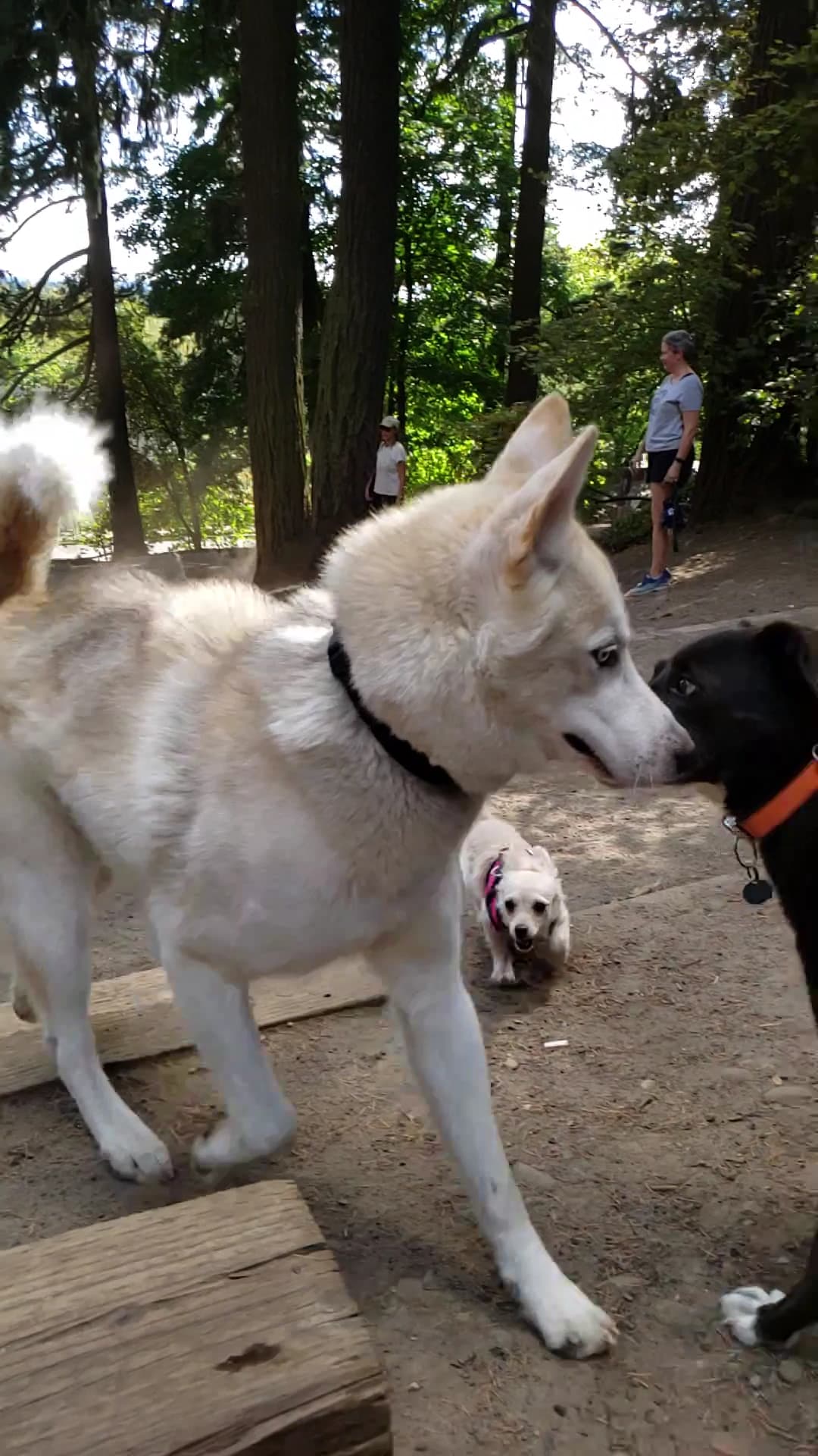 Mt Tabor Park Off-Leash Dog Area - Portland, OR