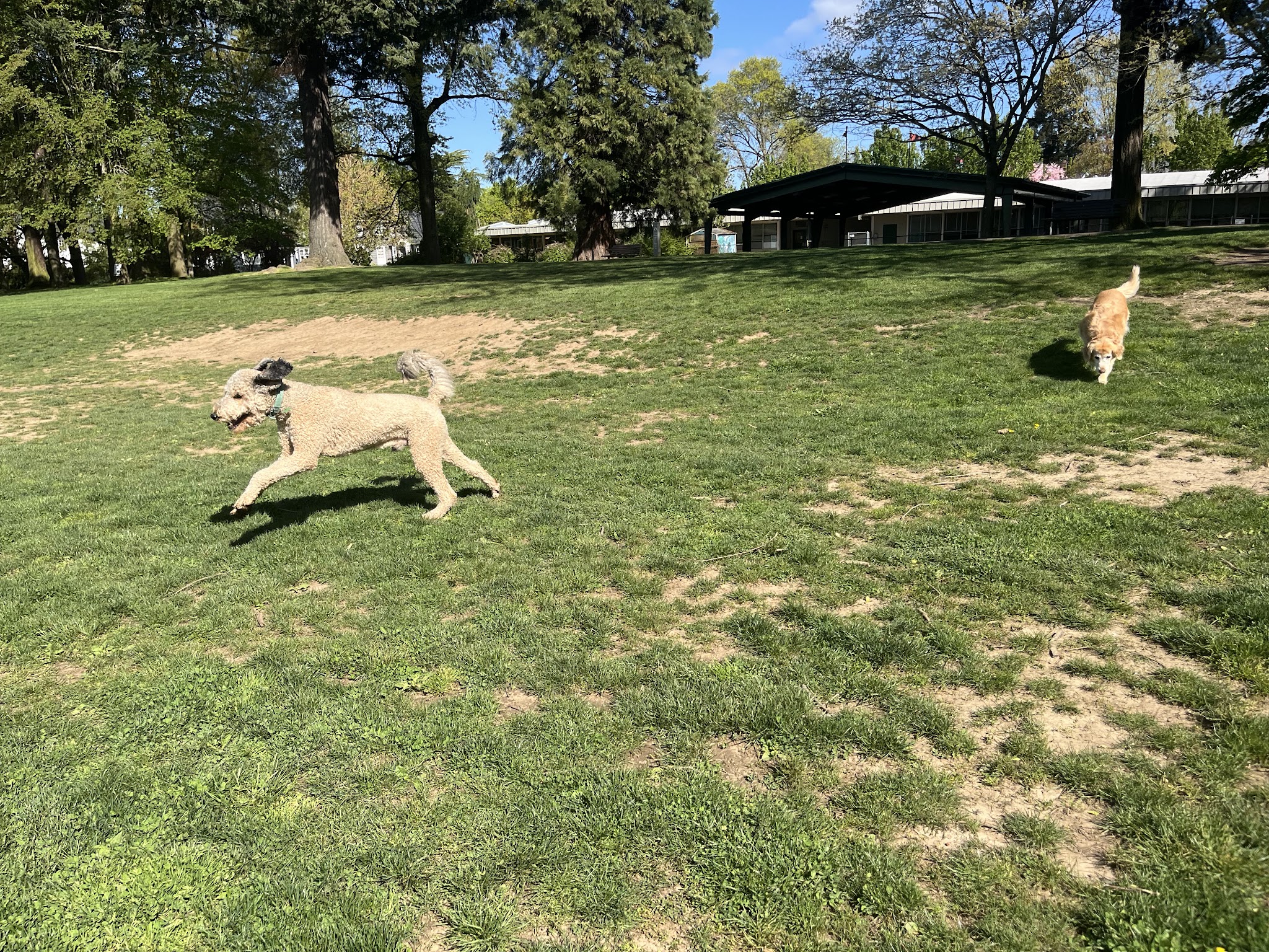 Off-Leash Dog Park - Portland, OR