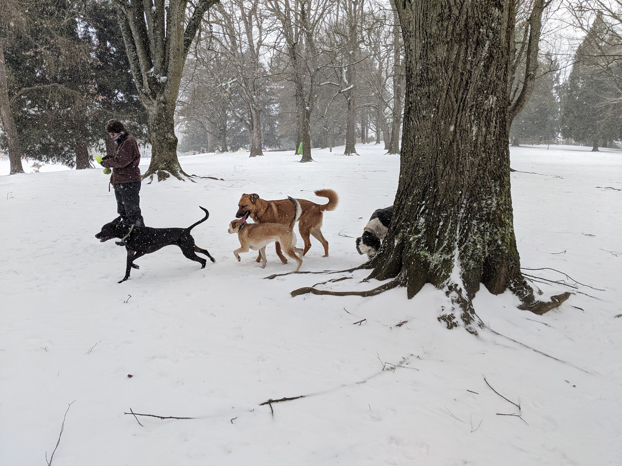 Off-Leash Dog Park - Portland, OR