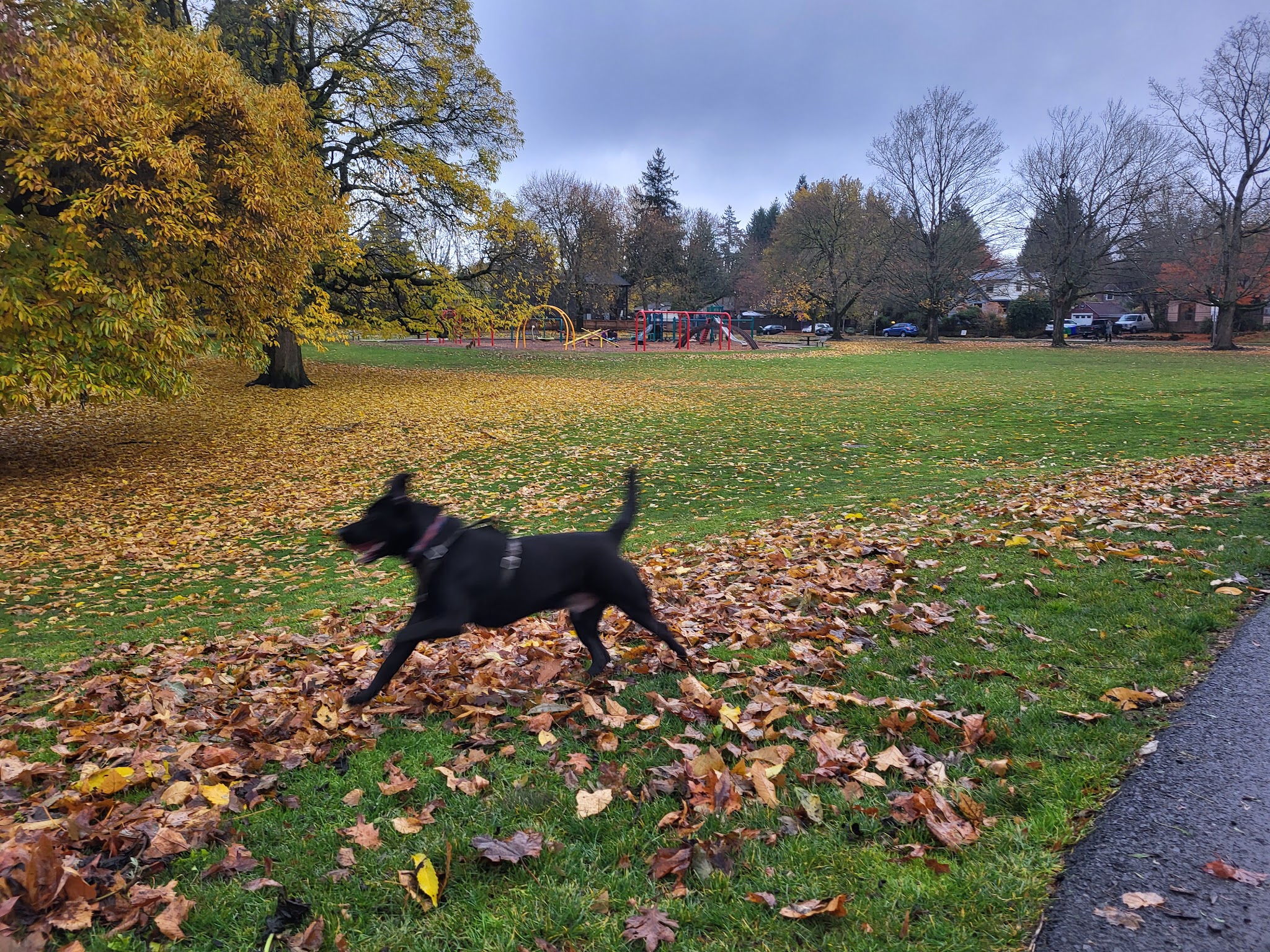 Off-Leash Dog Park - Portland, OR