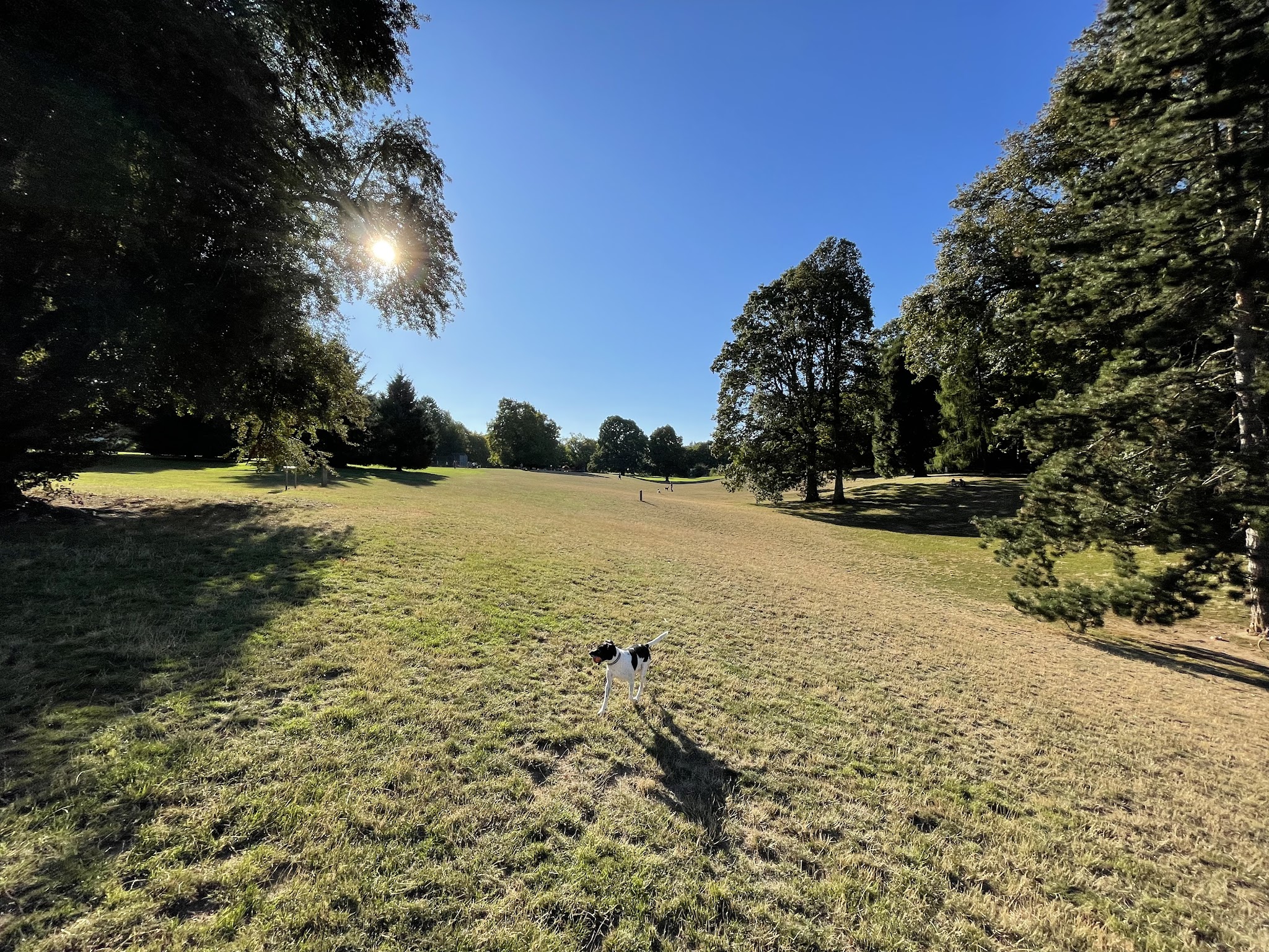 Off-Leash Dog Park - Portland, OR