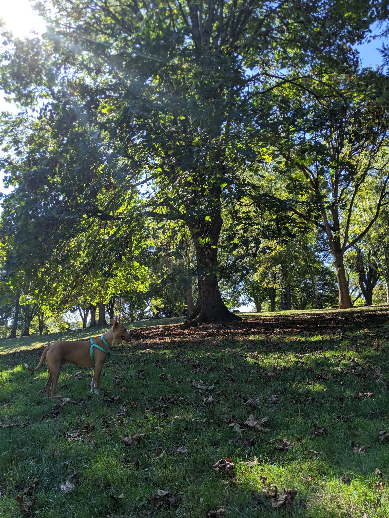 Off-Leash Dog Park - Portland, OR
