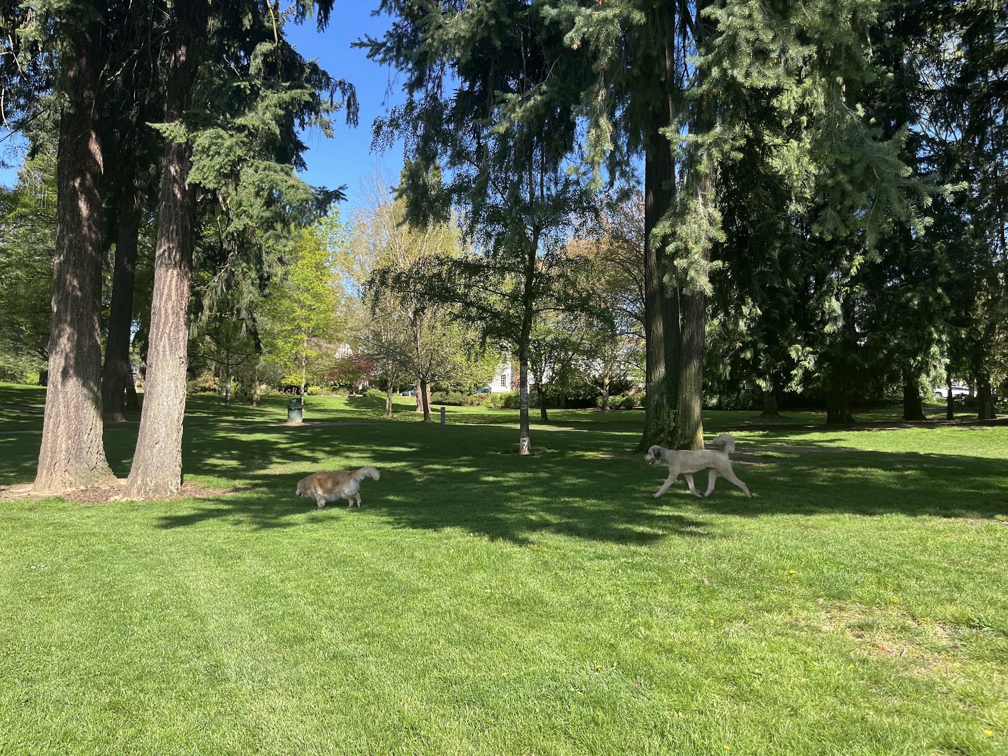 Off-Leash Dog Park - Portland, OR