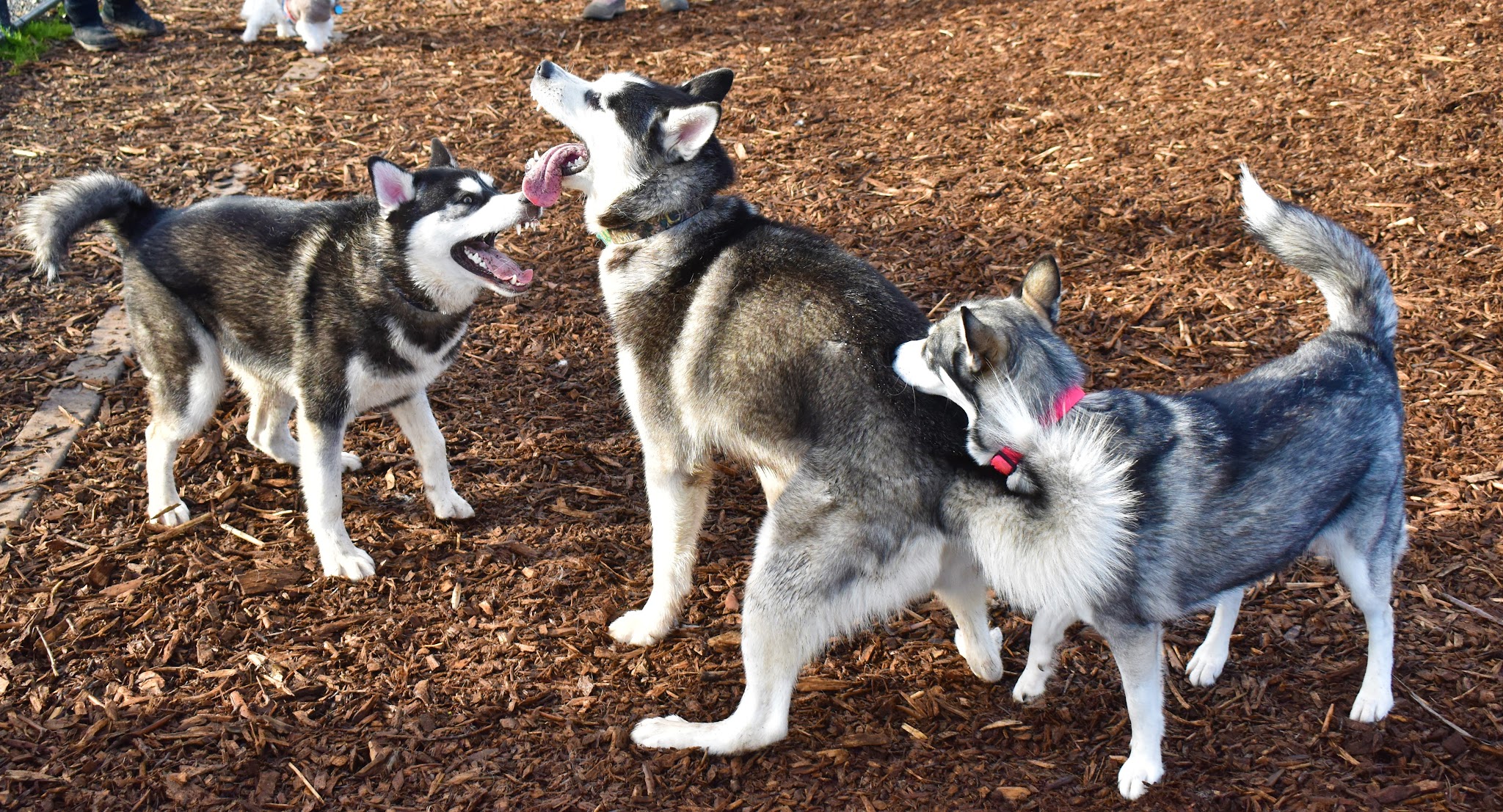 Rock Creek Dog Park - Portland, OR