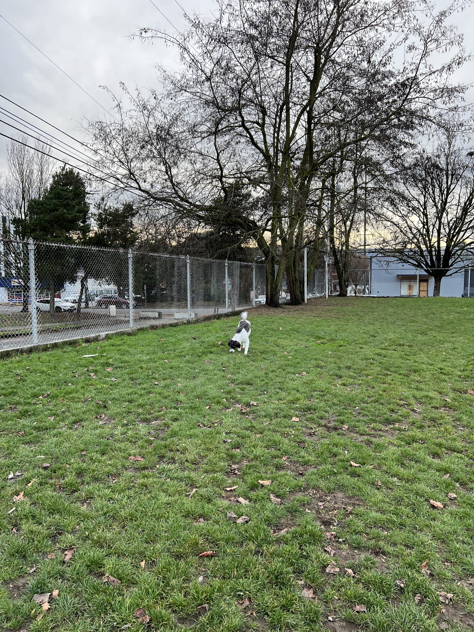 Washington High School Dog Park - Portland, OR