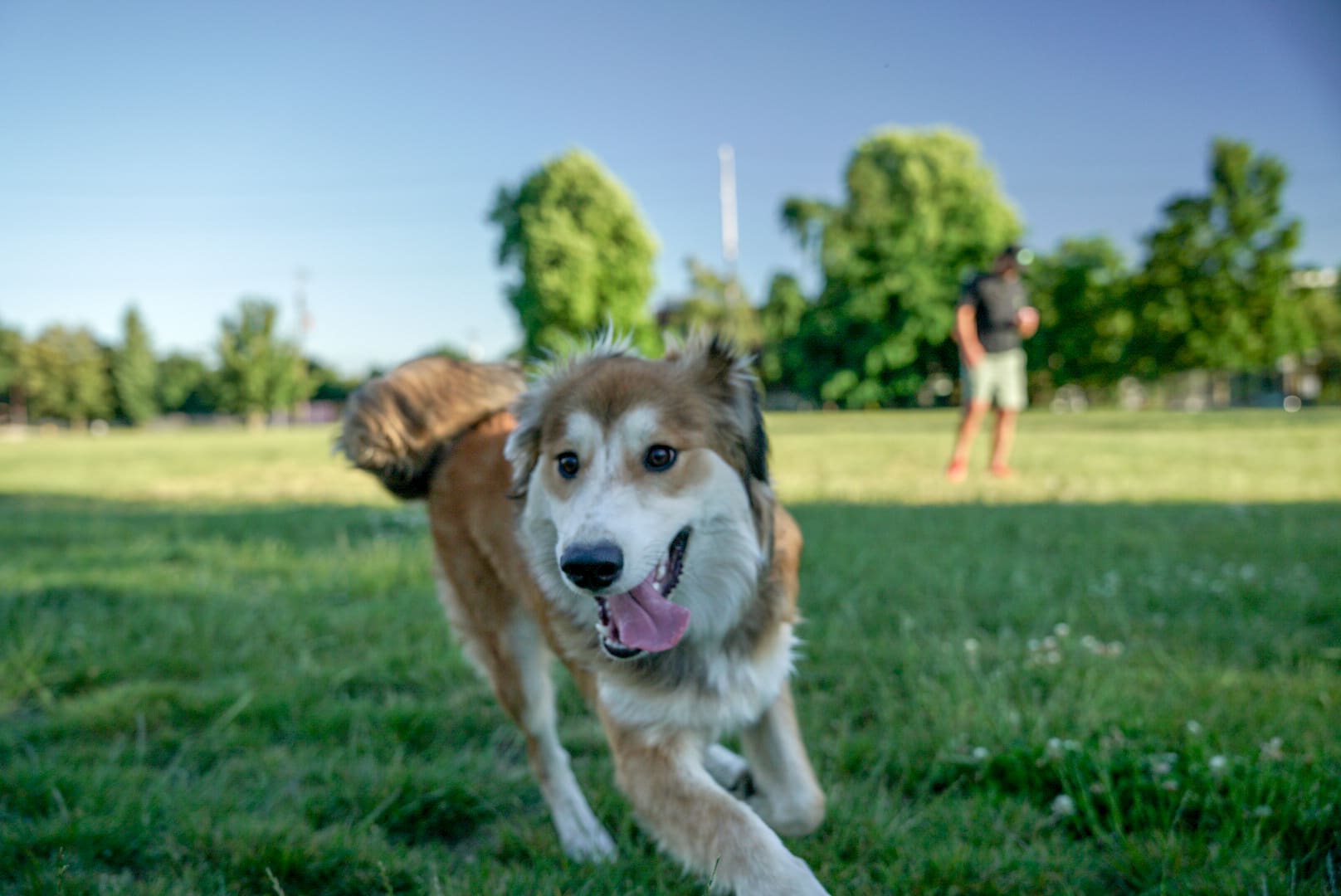 Washington High School Dog Park - Portland, OR
