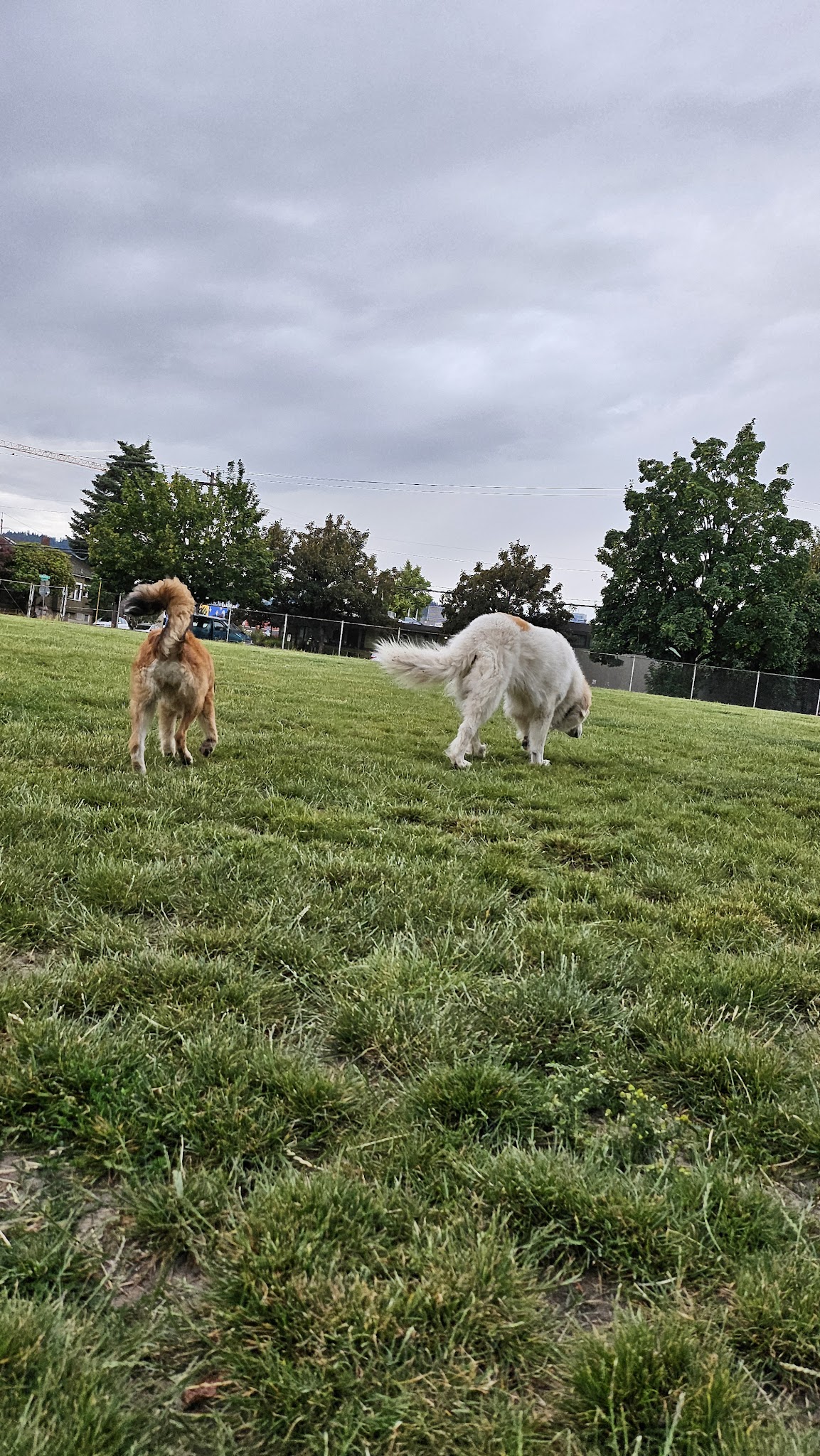 Washington High School Dog Park - Portland, OR