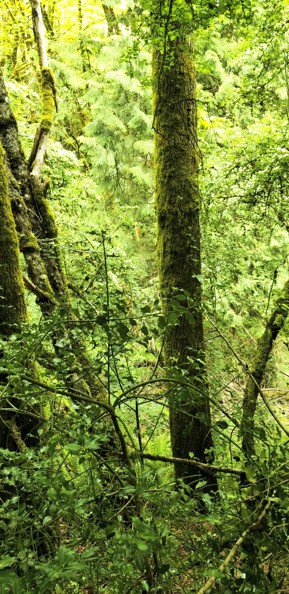 West Slope Park - Portland, OR