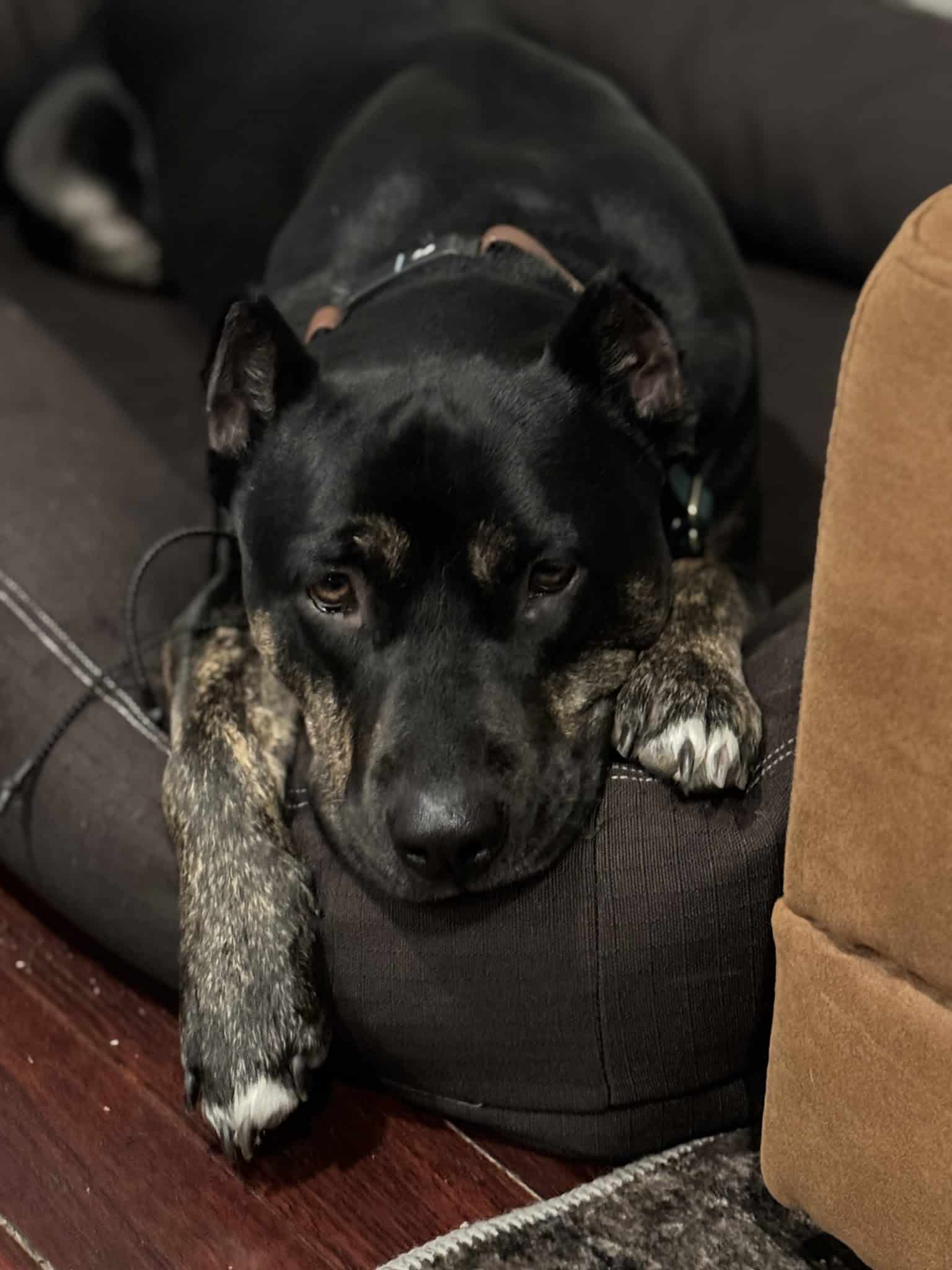 Method K9, LLC - Post Falls, ID