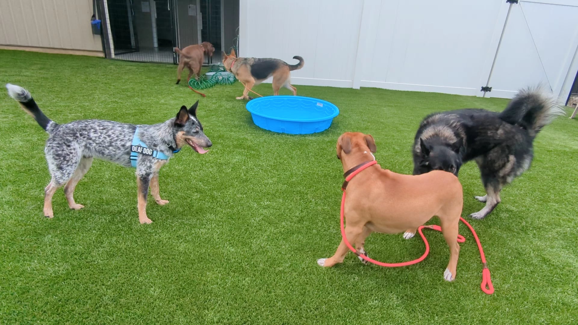 Paws N Brews - Post Falls, ID