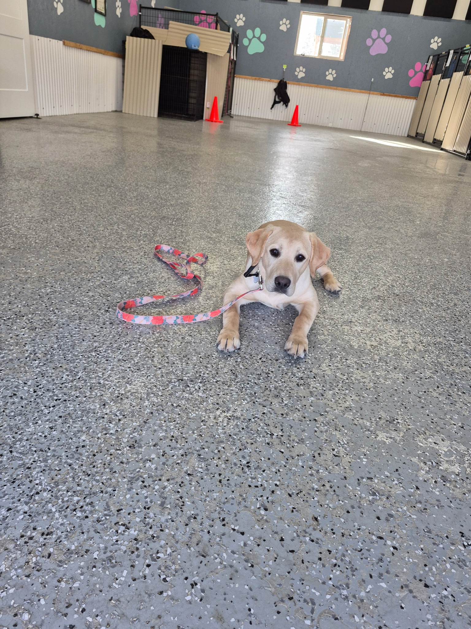 Paws N Brews - Post Falls, ID