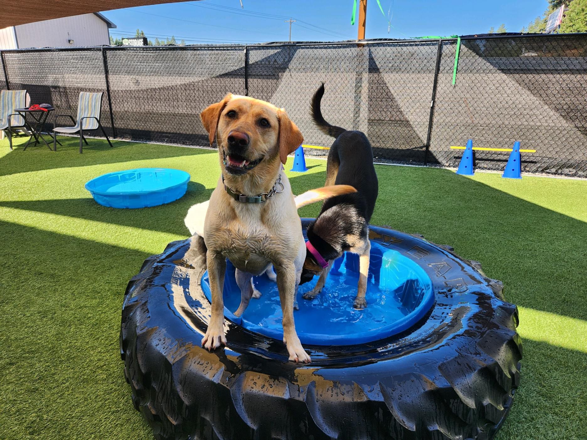 Paws N Brews - Post Falls, ID