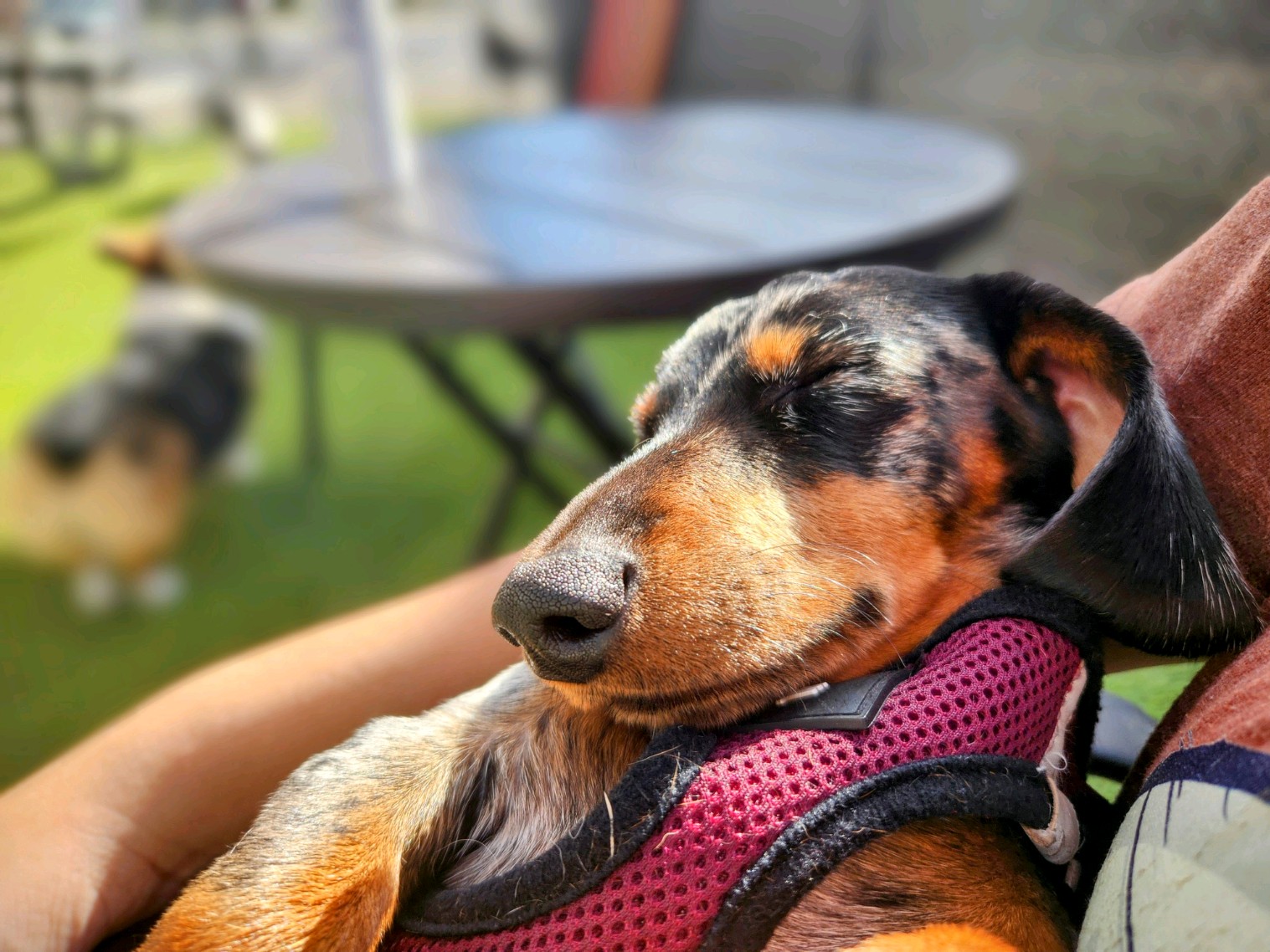 Paws N Brews - Post Falls, ID