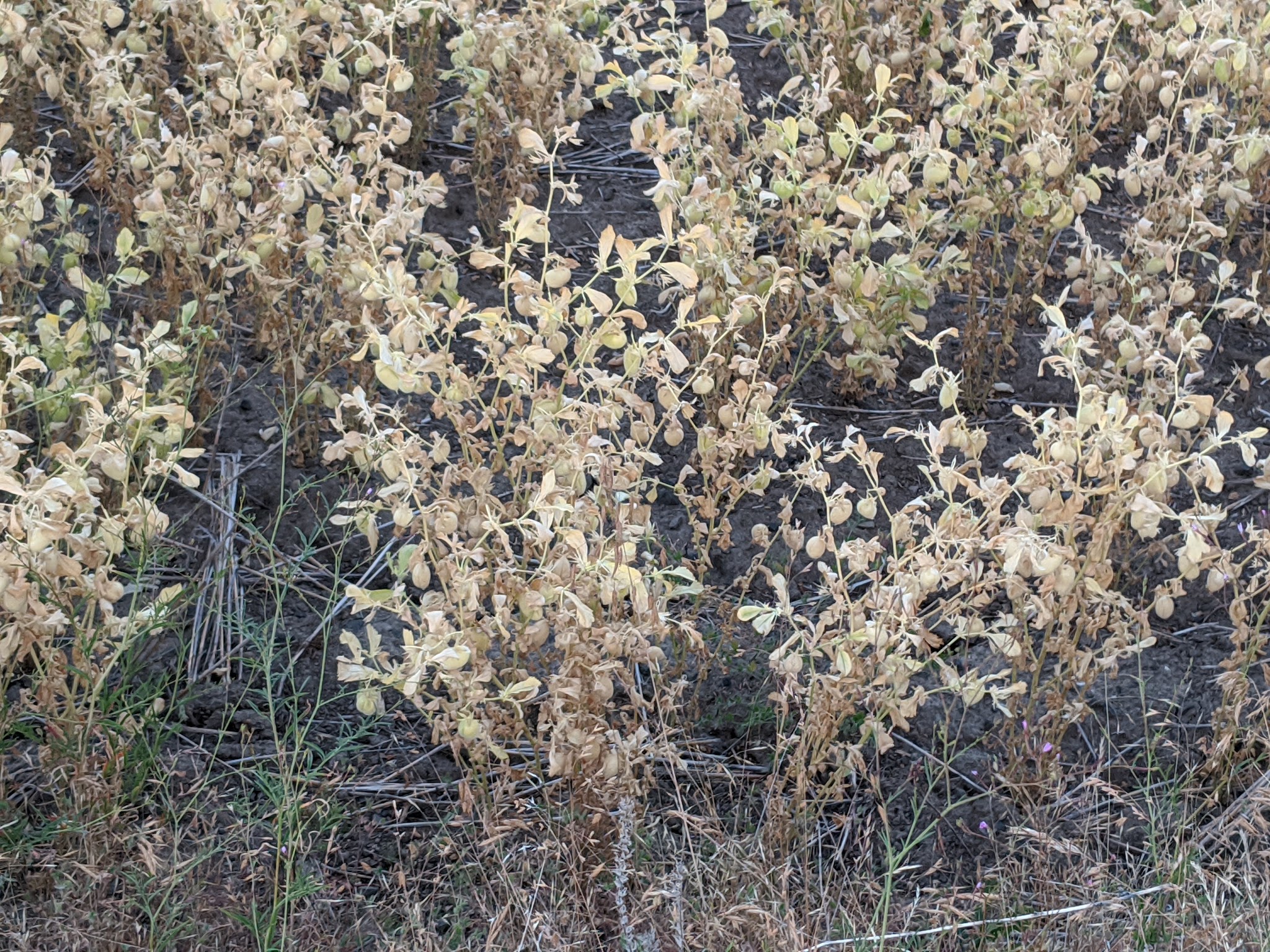 Potlatch - Potlatch, ID