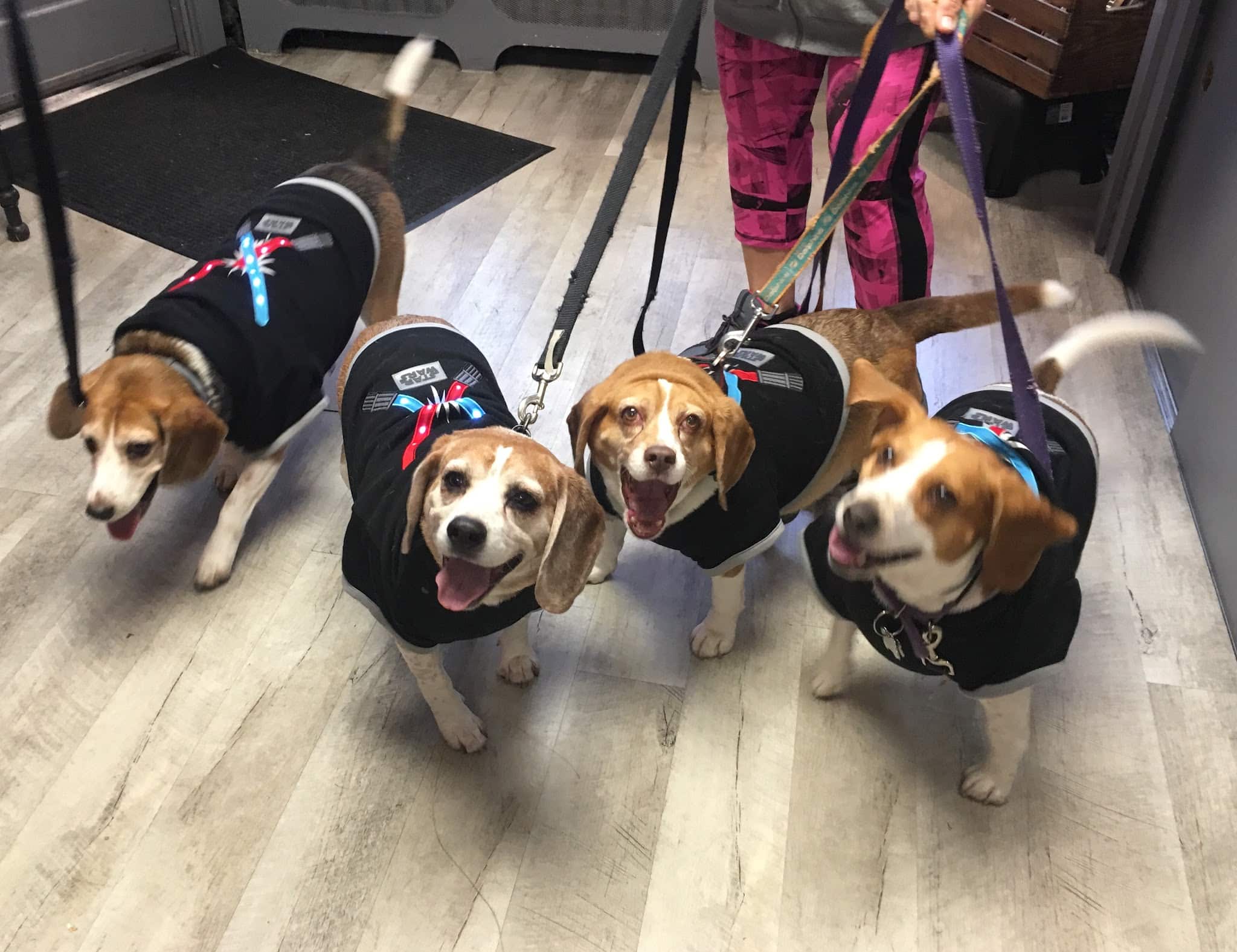 Baileybones Canine Bakery - Pottsville, PA