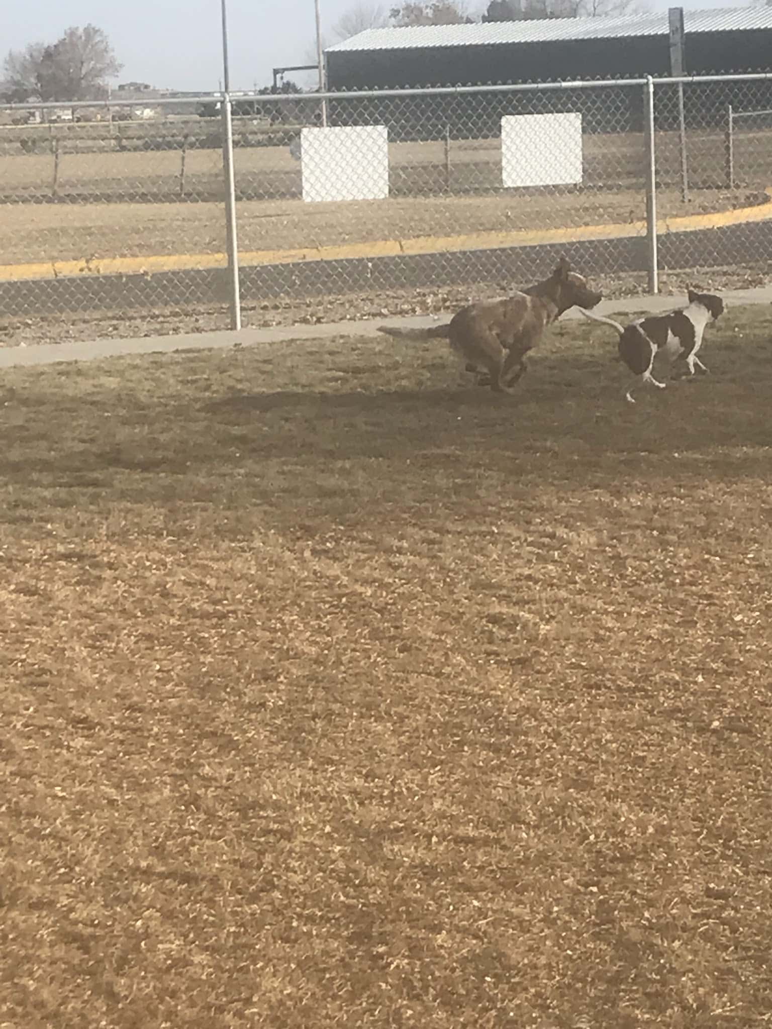 Wiggly Field Off-Leash Dog Park - Powell, WY