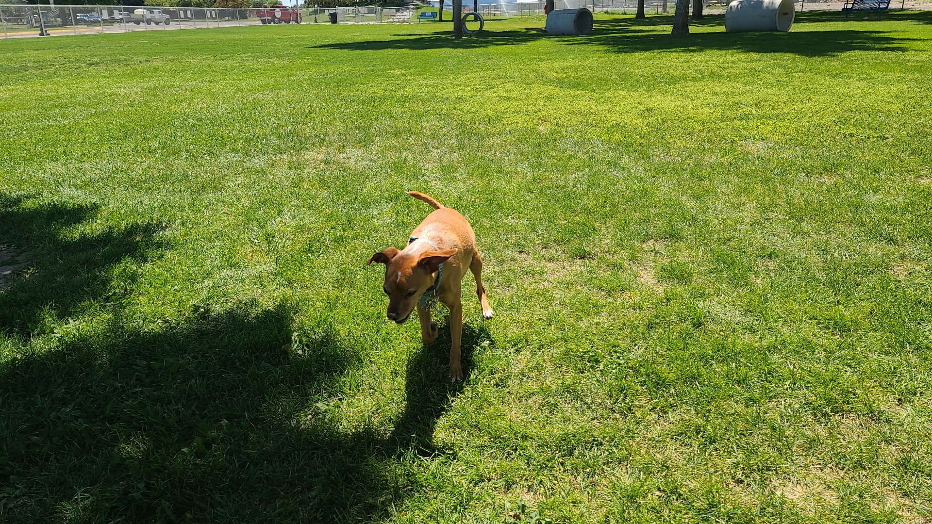 Wiggly Field Off-Leash Dog Park - Powell, WY