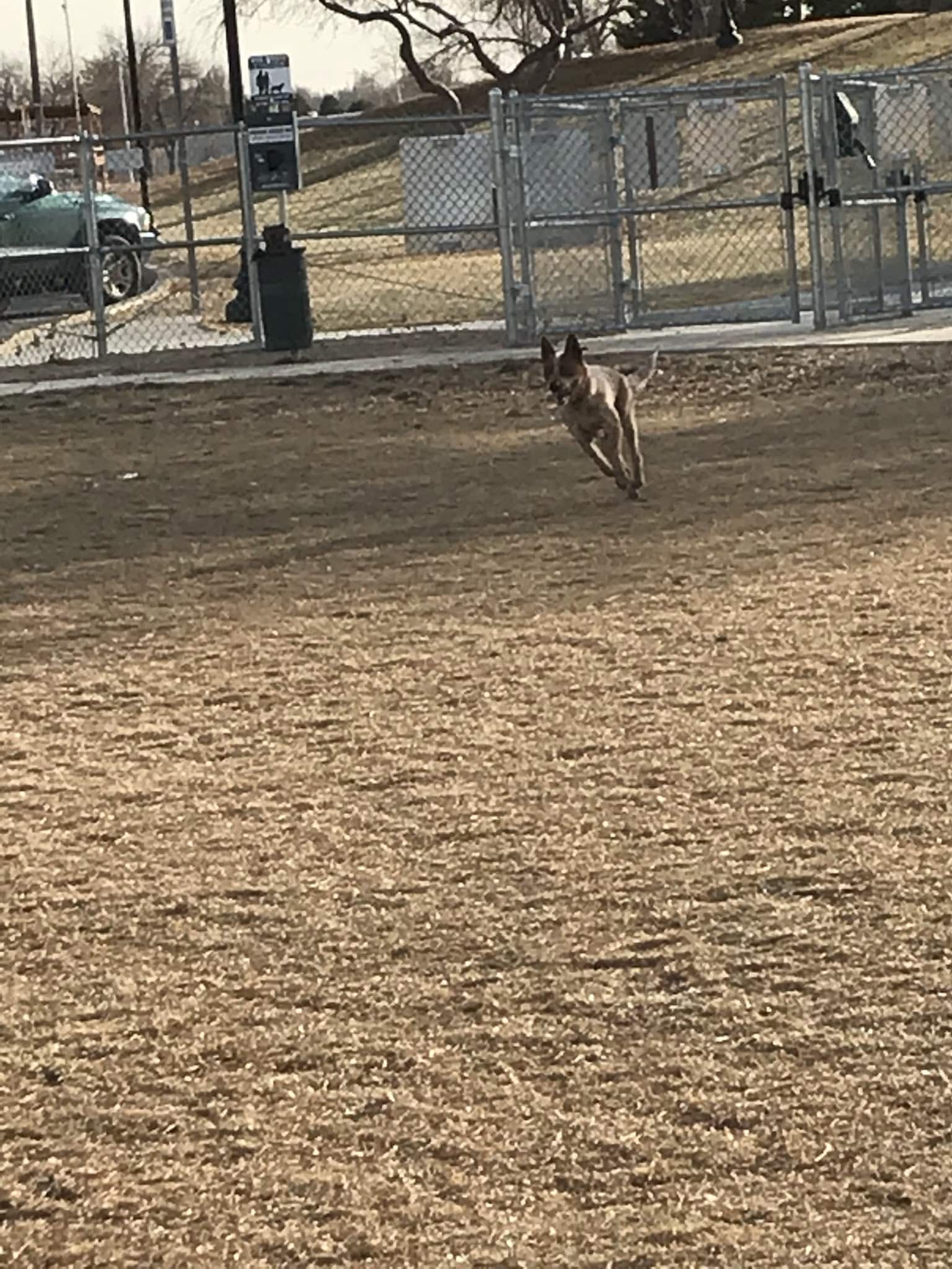 Wiggly Field Off-Leash Dog Park - Powell, WY