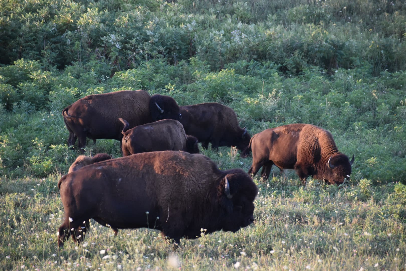 Neal Smith National Wildlife Refuge - Prairie City, IA