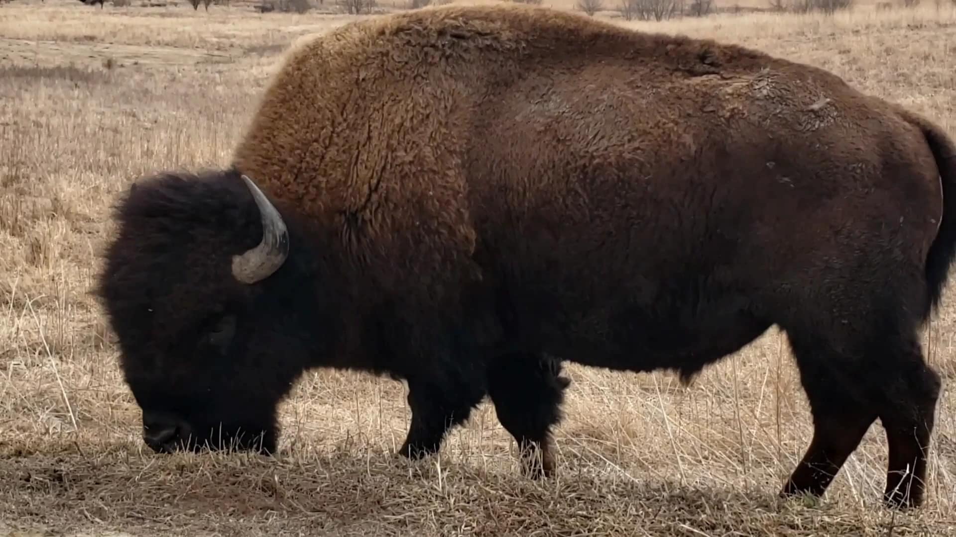 Neal Smith National Wildlife Refuge - Prairie City, IA