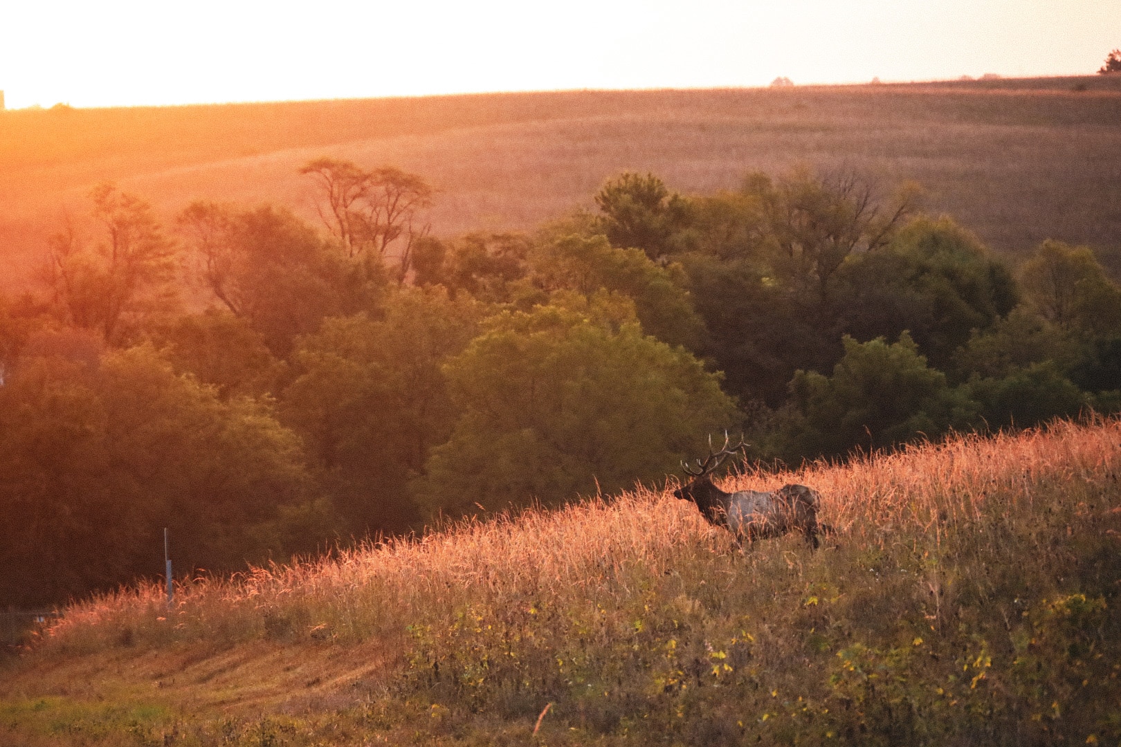 Neal Smith National Wildlife Refuge - Prairie City, IA