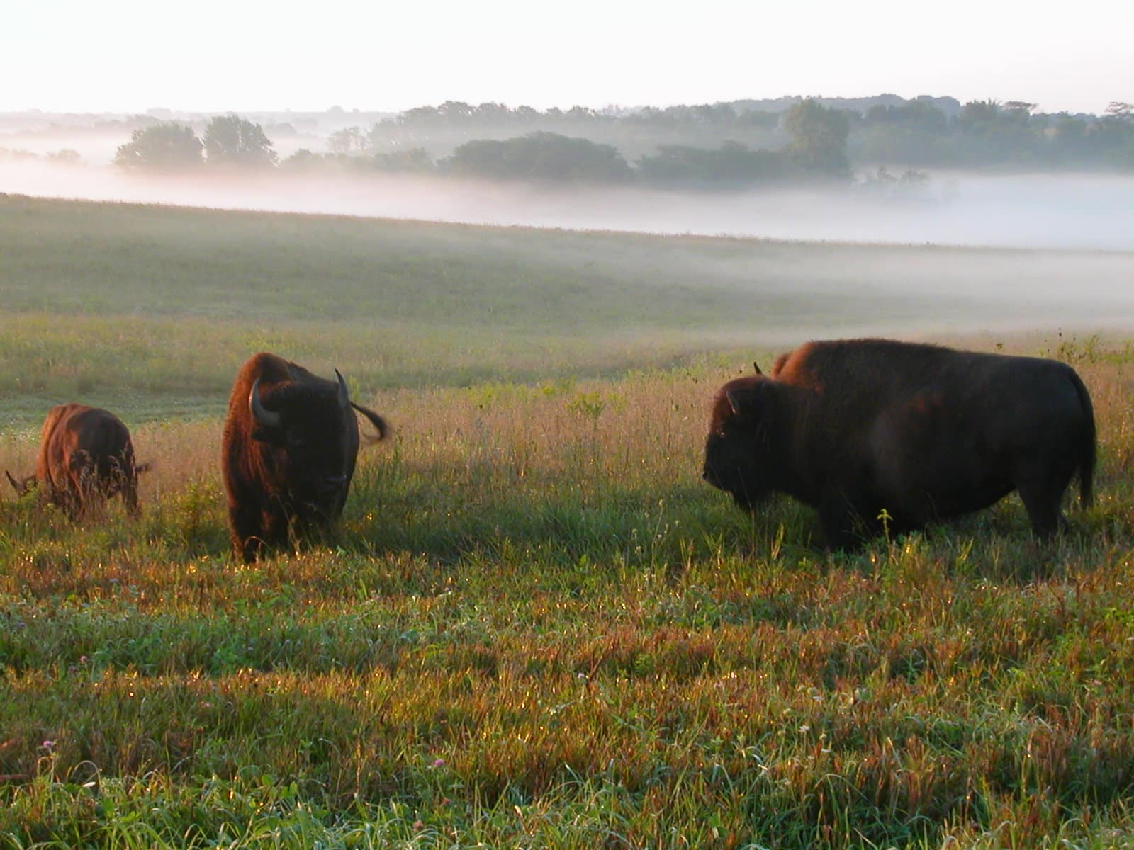 Neal Smith National Wildlife Refuge - Prairie City, IA