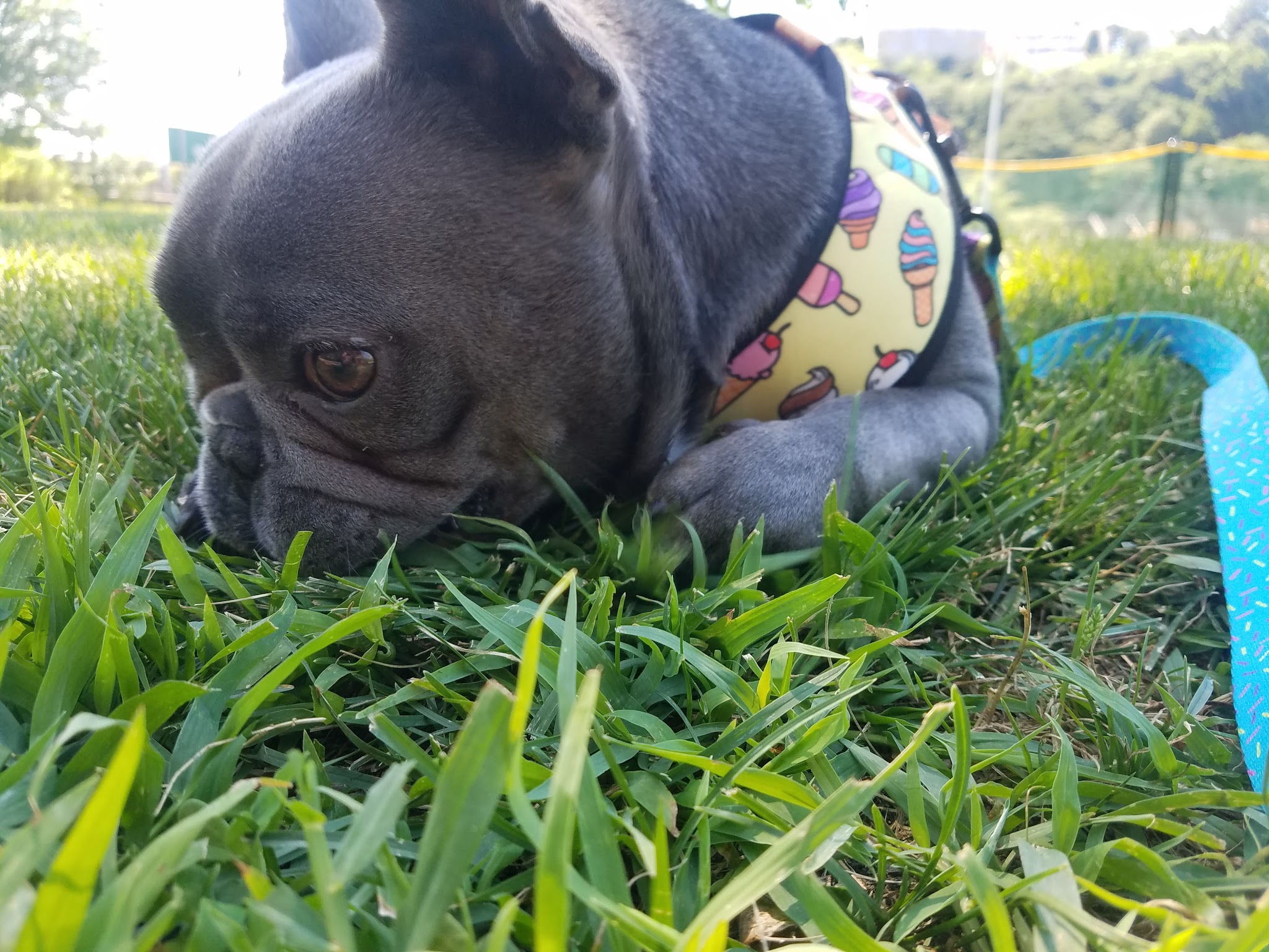 Prancing Paws of NJ - Dog walking Services - ,