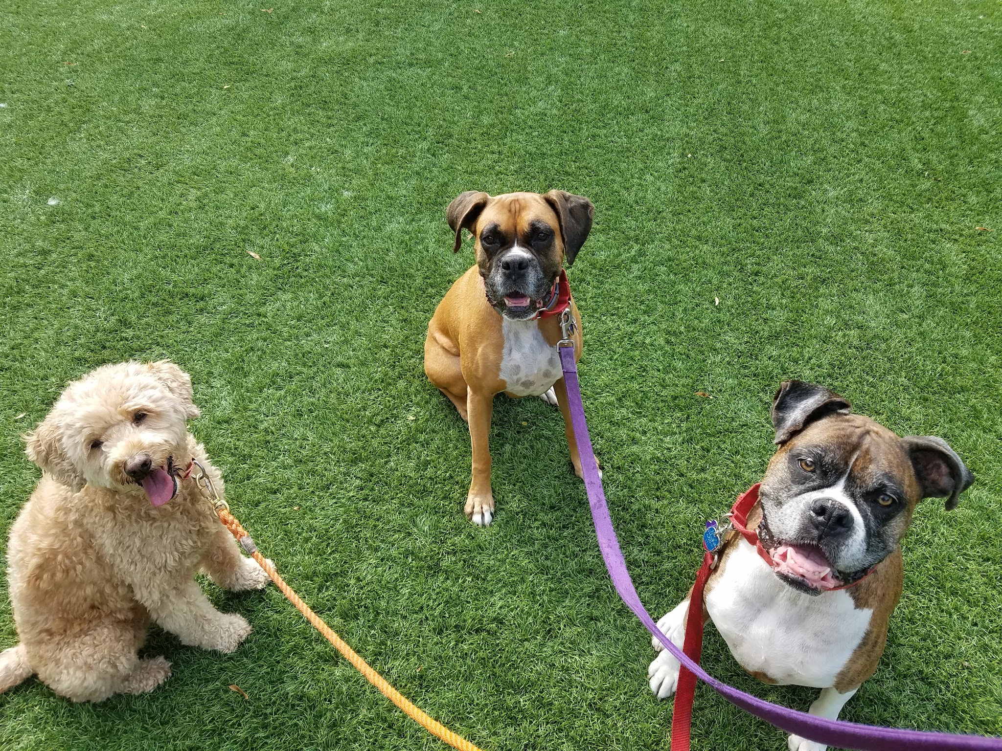 Prancing Paws of NJ - Dog walking Services - ,