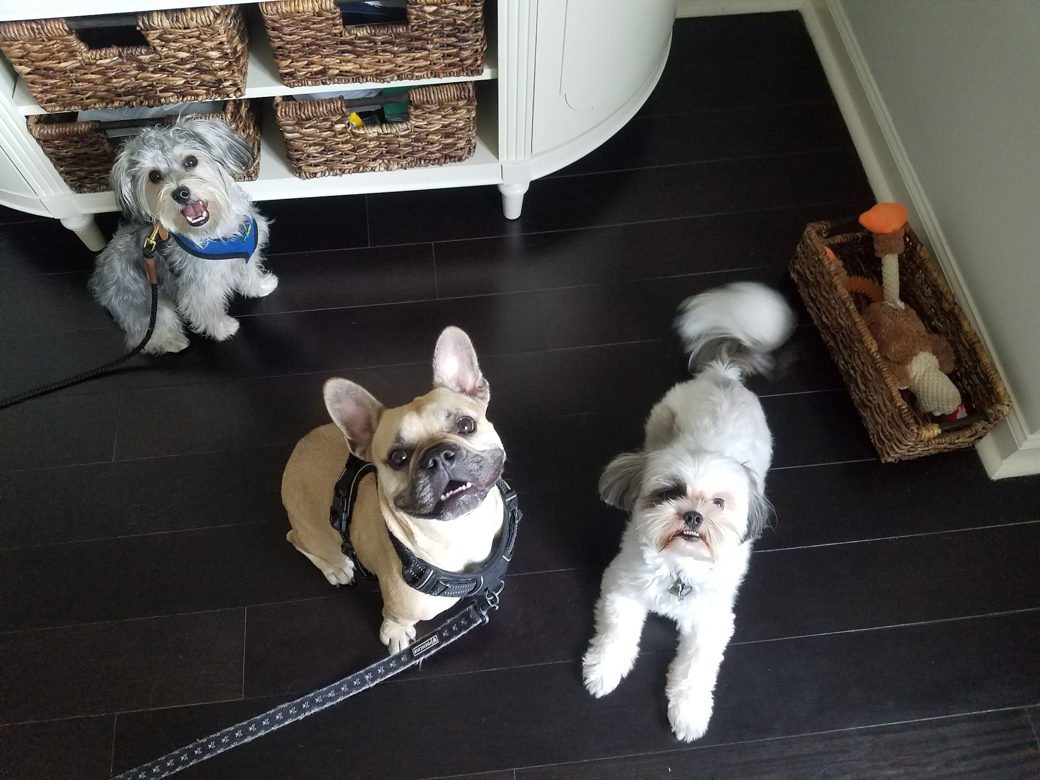 Prancing Paws of NJ - Dog walking Services - ,