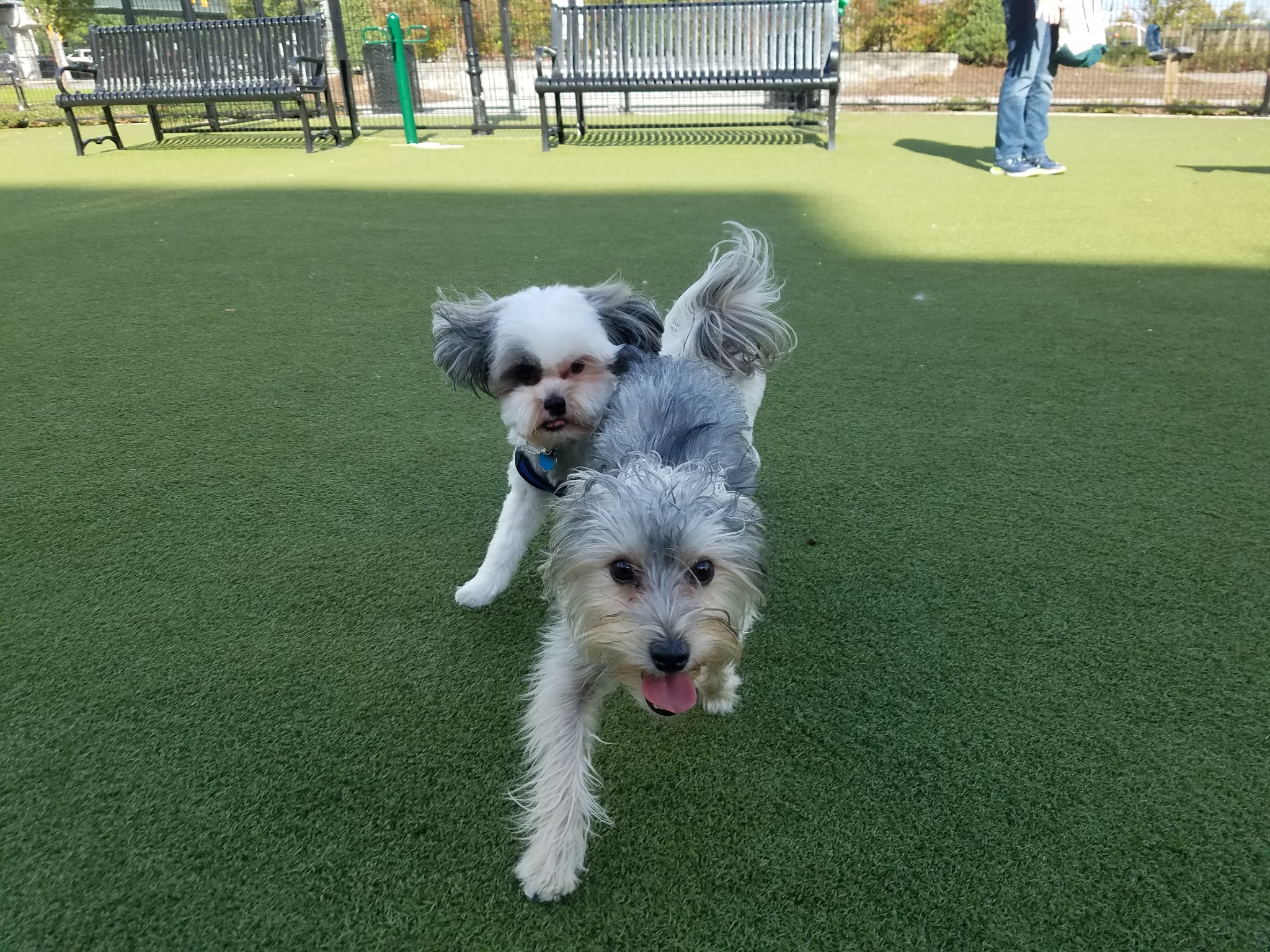 Prancing Paws of NJ - Dog walking Services - ,