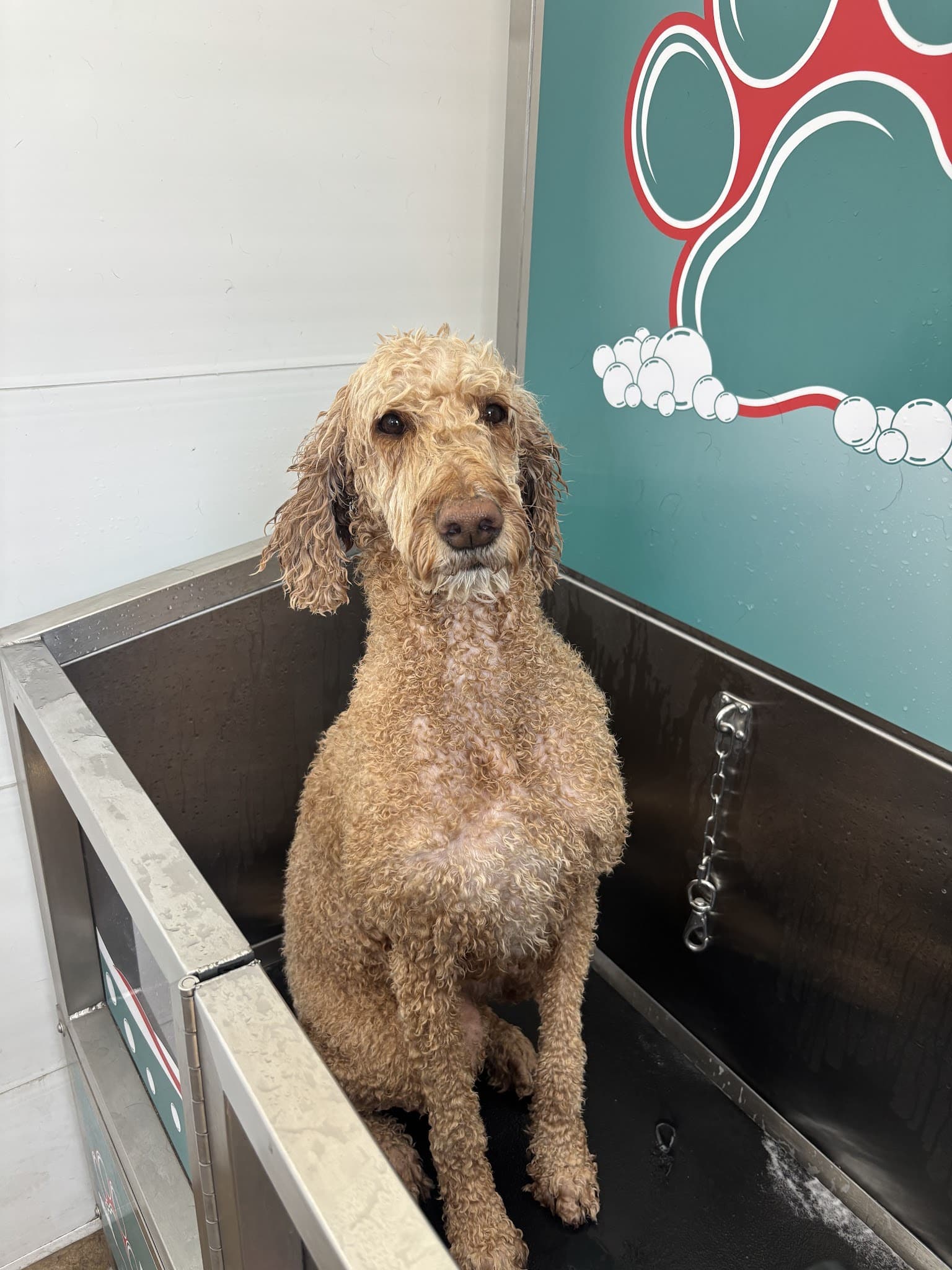 Spot and Clean Self-Serve Dog Wash - Provo, UT