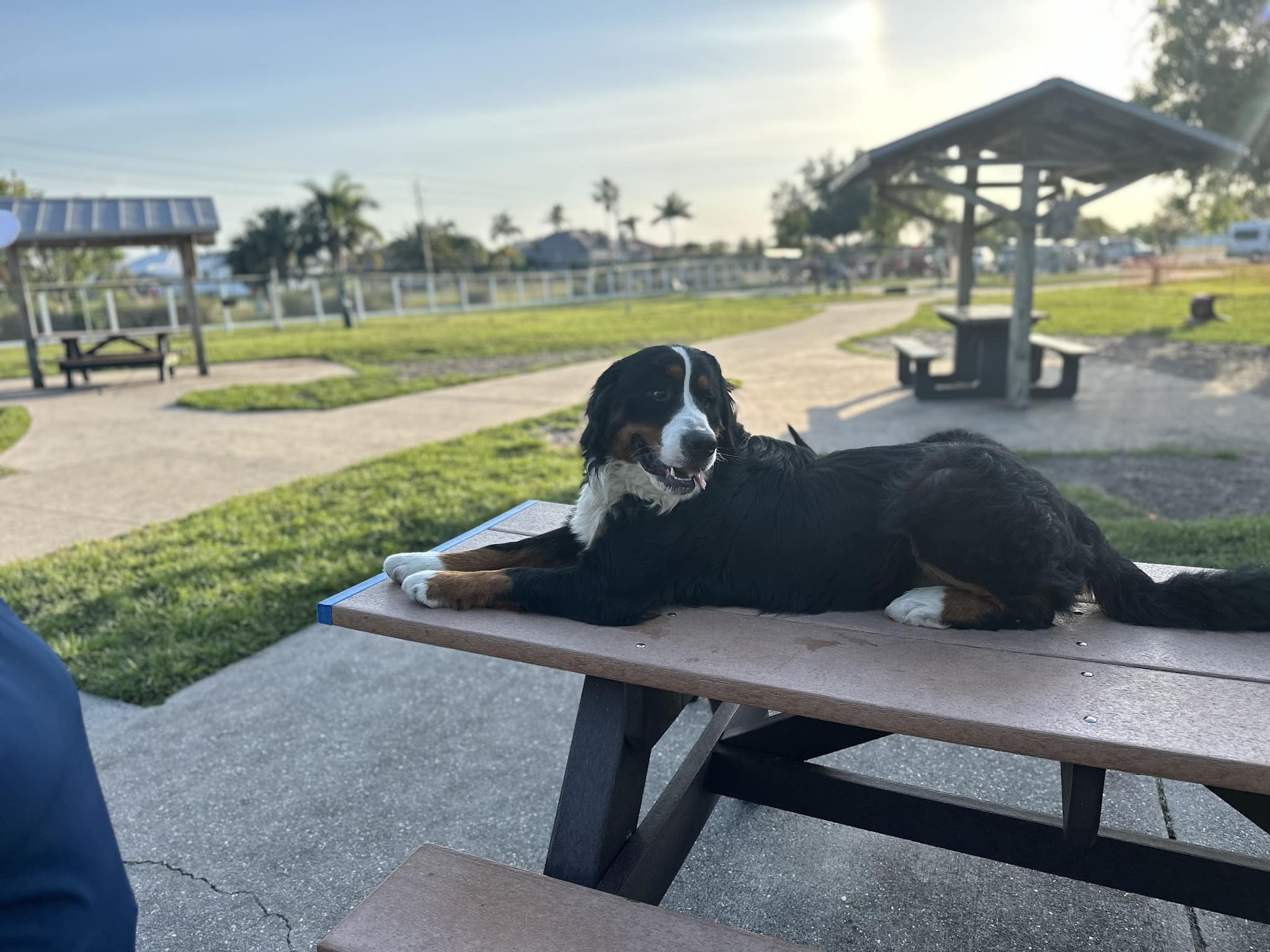 Hounds of Henry - Punta Gorda, FL