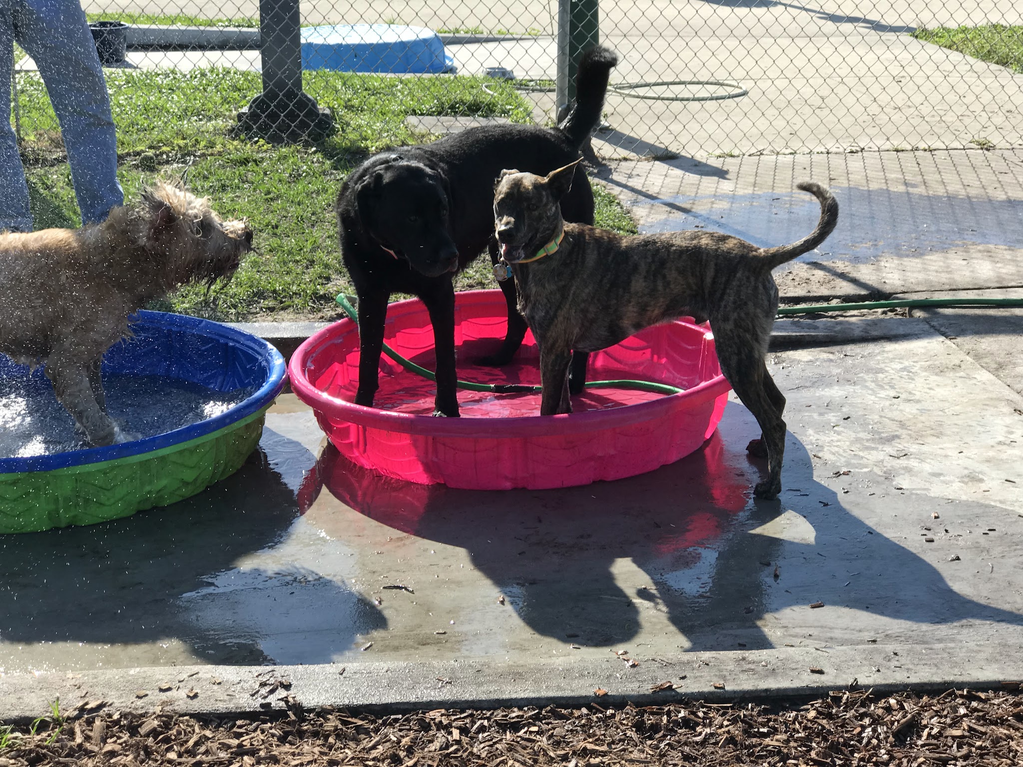 Hounds of Henry - Punta Gorda, FL