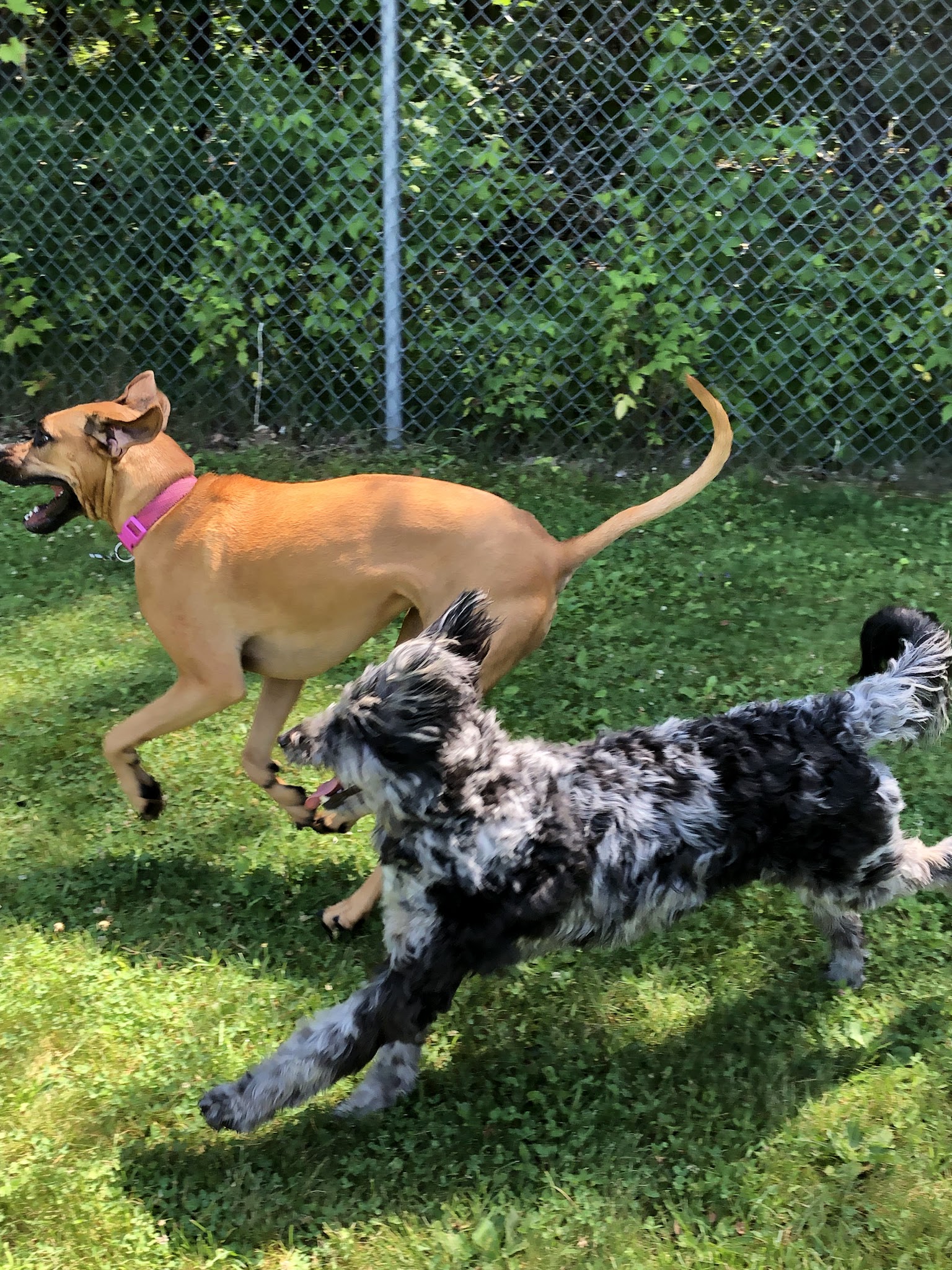 Hounds of Henry - Punta Gorda, FL