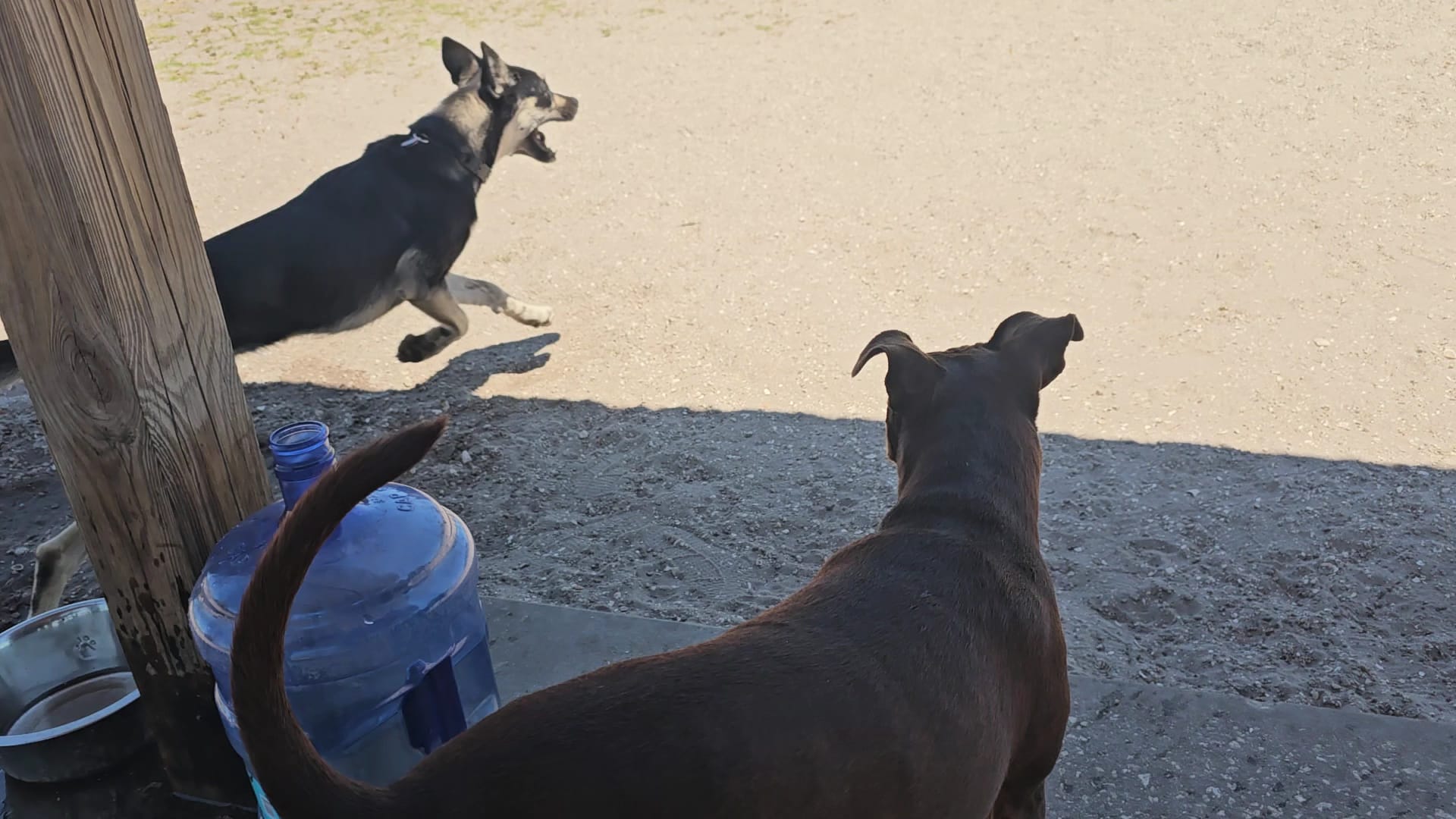 Hounds of Henry - Punta Gorda, FL