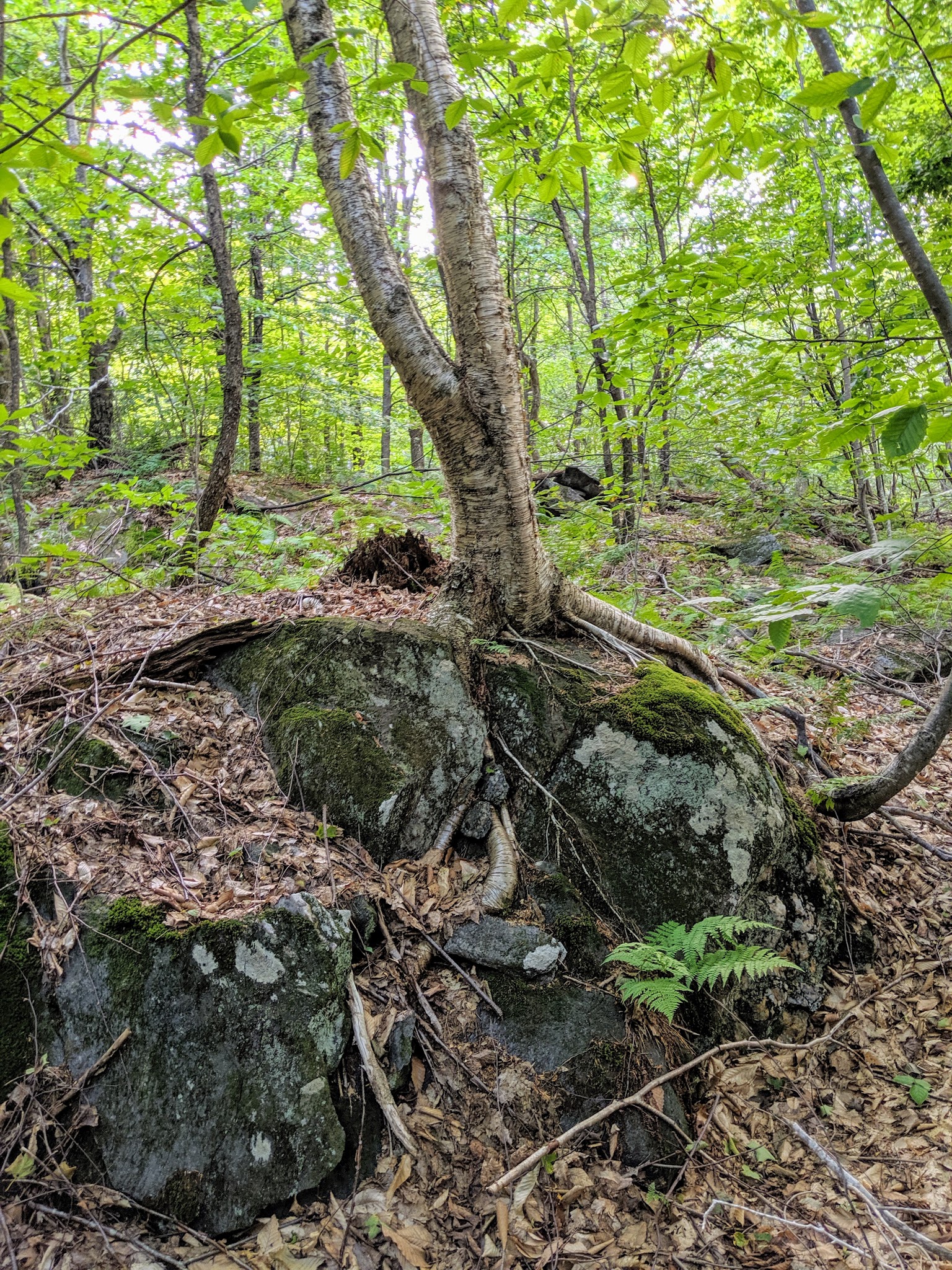 Pinnacle Trailhead, Holden Trail - Putney, VT