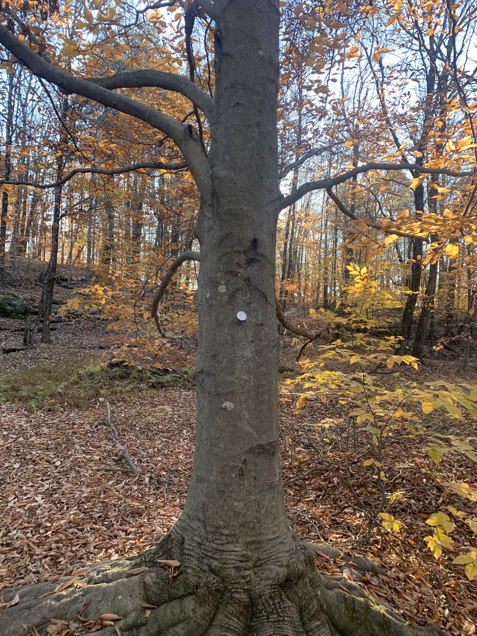 Pinnacle Trailhead, Holden Trail - Putney, VT