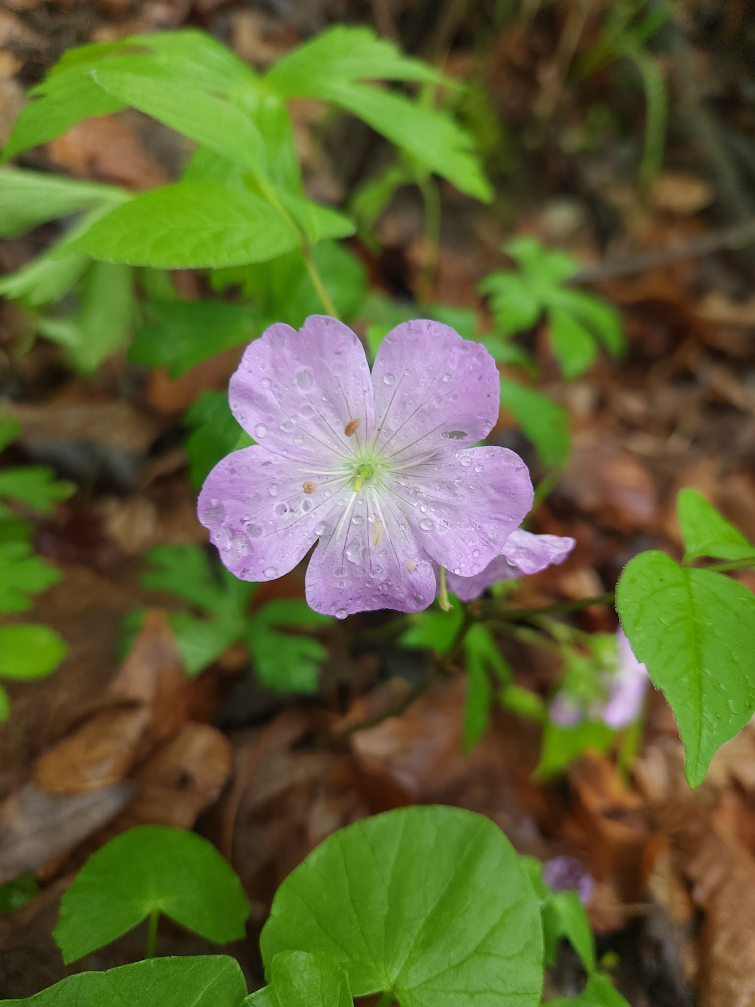 Unami Creek Park- Milford Township - Quakertown, PA
