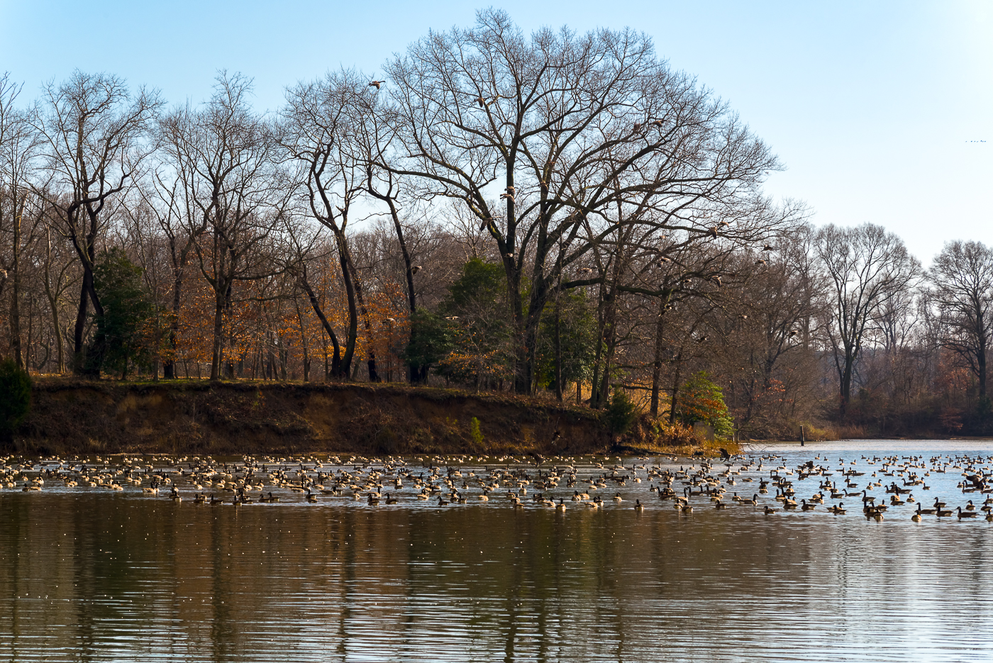 Wye Island NRMA - Queenstown, MD